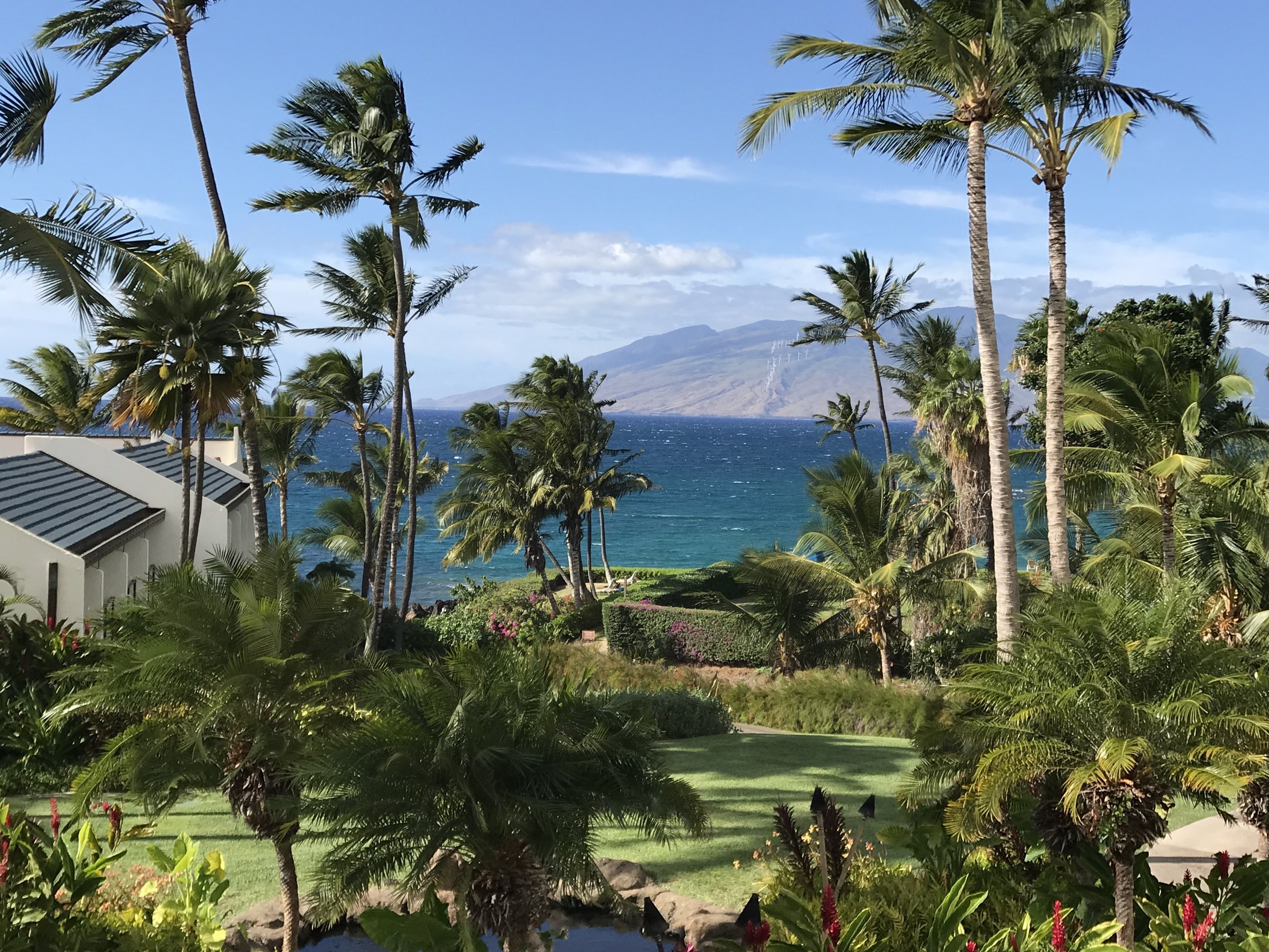 Ocean View w Palms W.jpg*.jpg