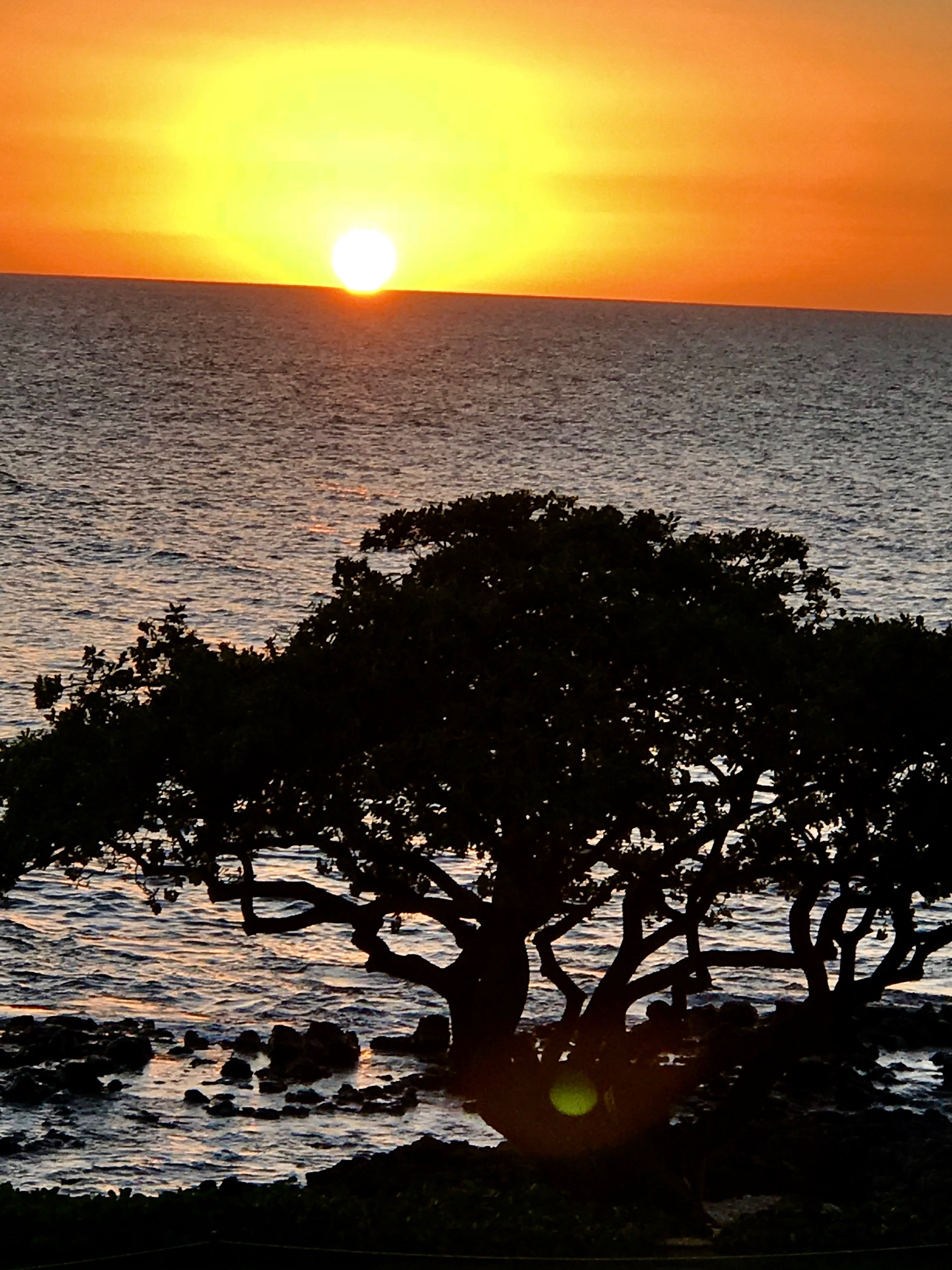 Sunset w tree 3.jpg