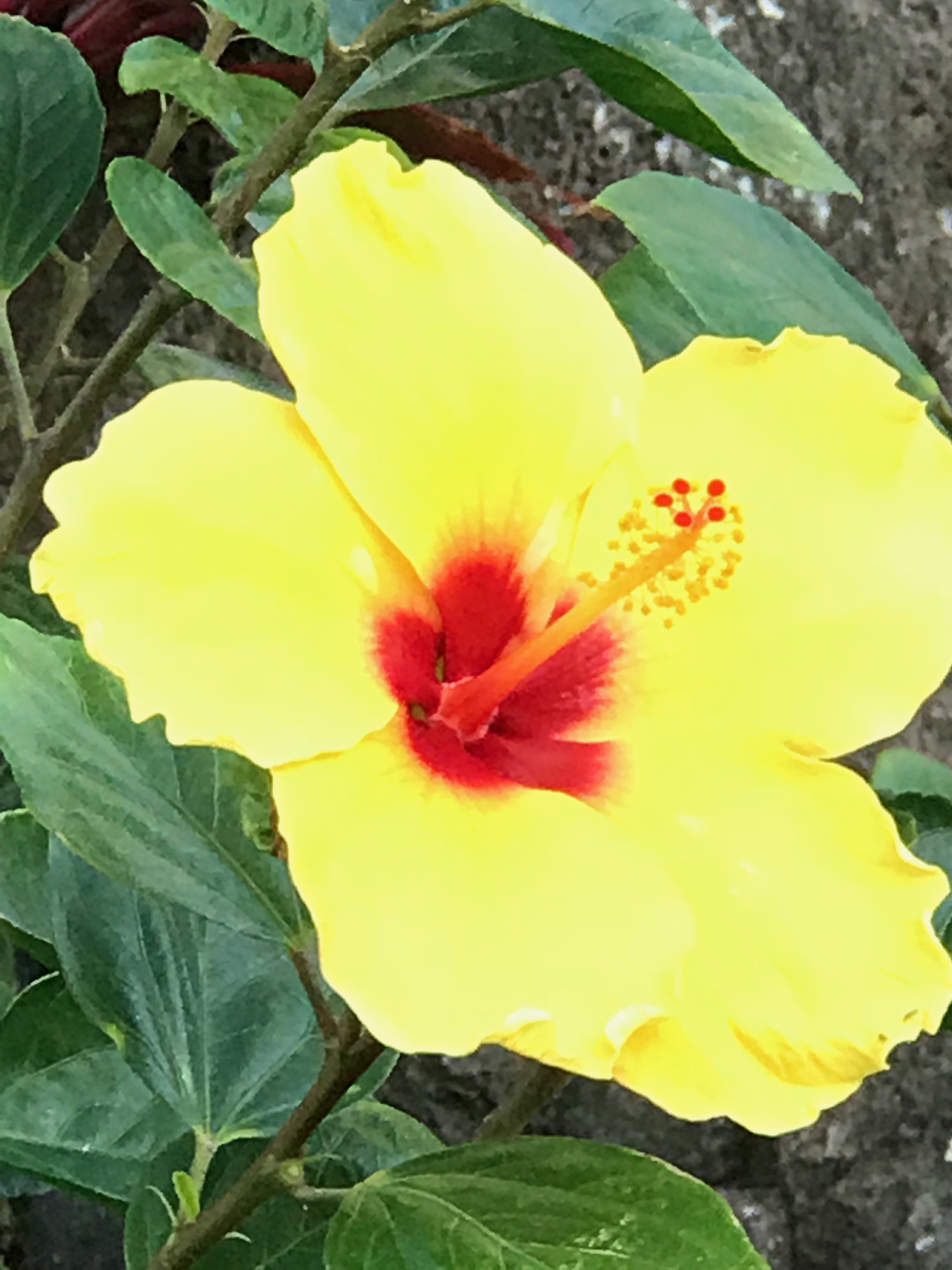 Yellow Hibiscus state flowerIMG_4570.jpg*.jpg