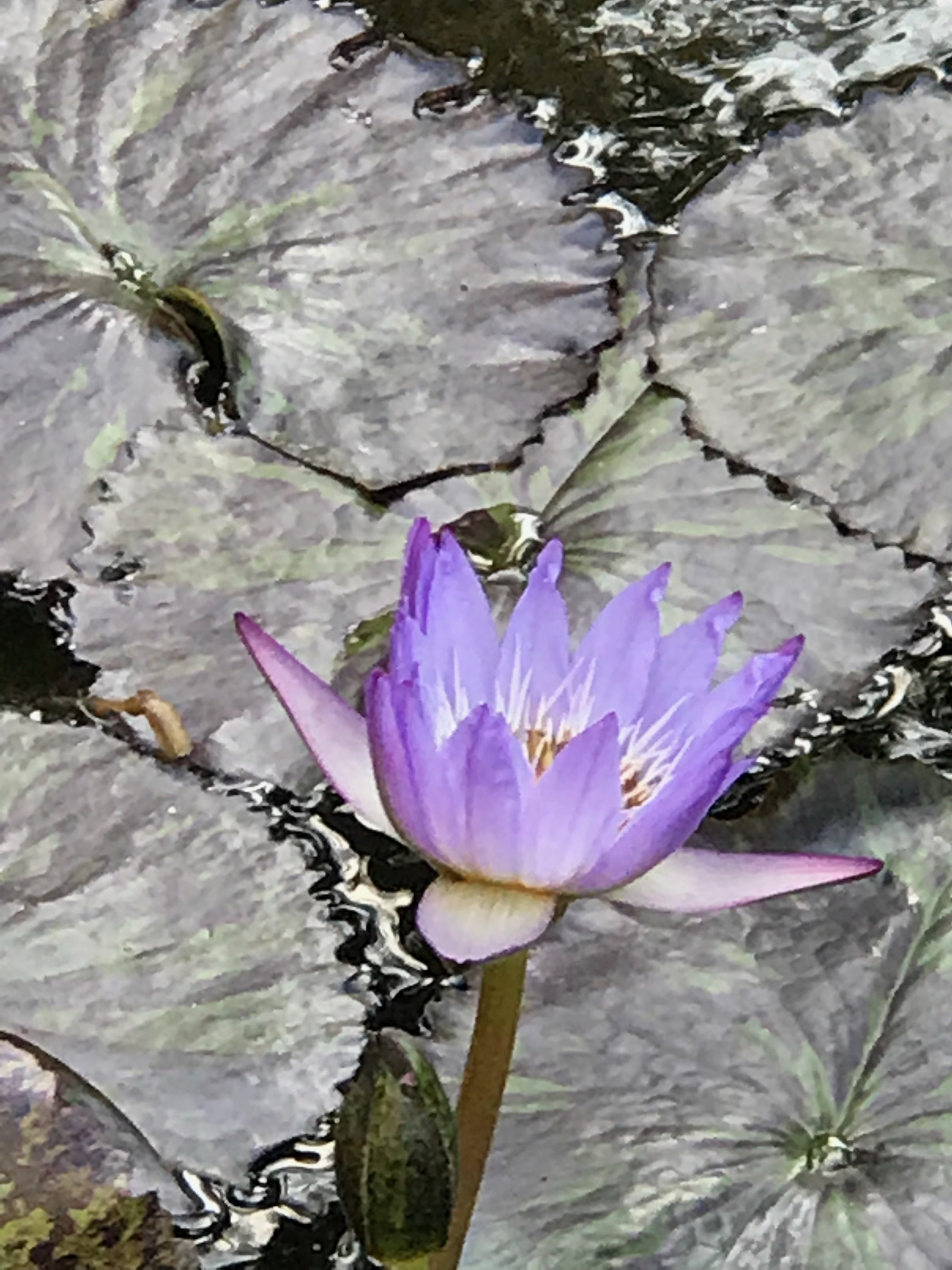 Singular lavenda waterlily.jpg