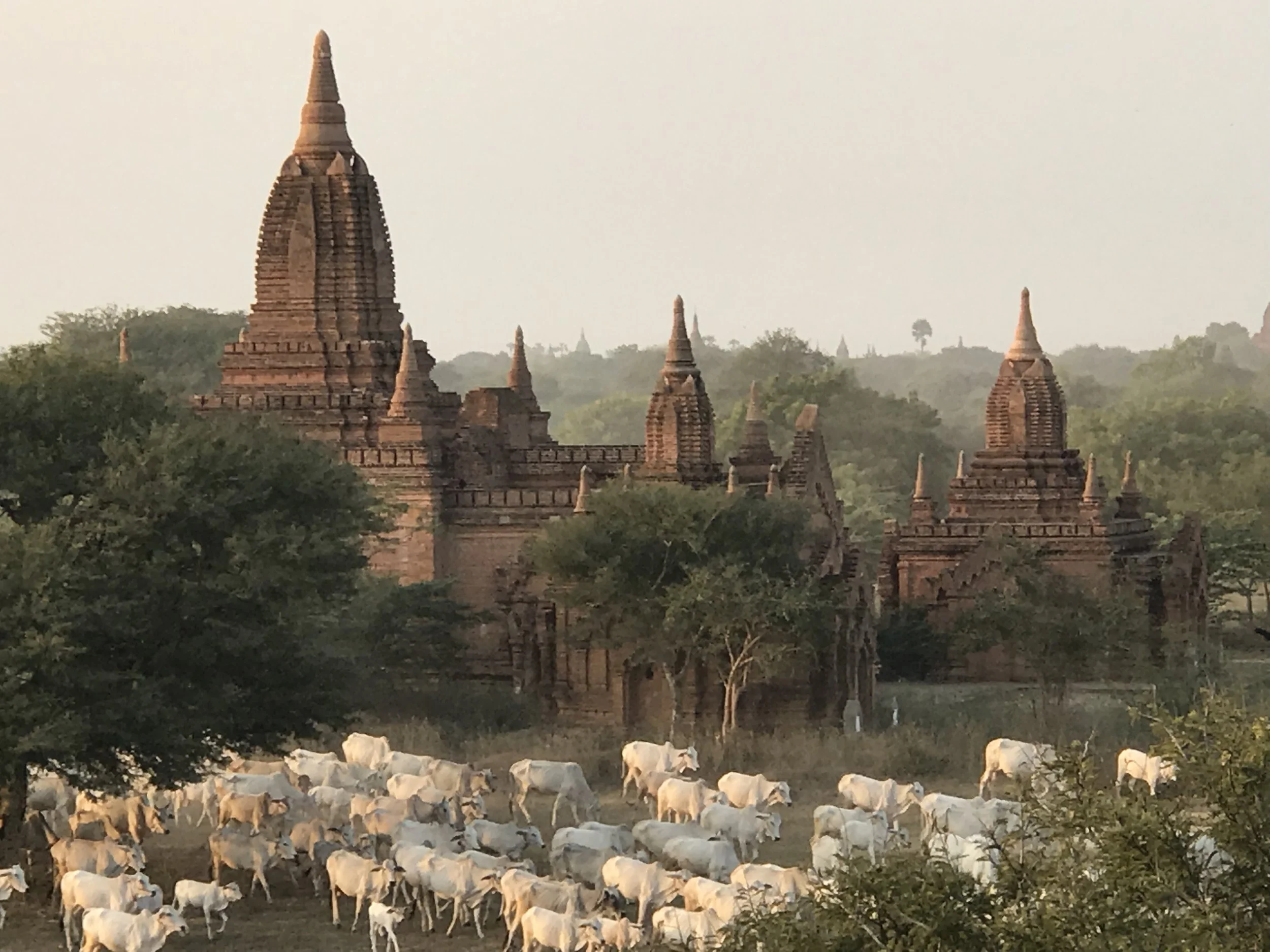 The Bull Run Begins from Ancient Pagodas.jpg*.jpg