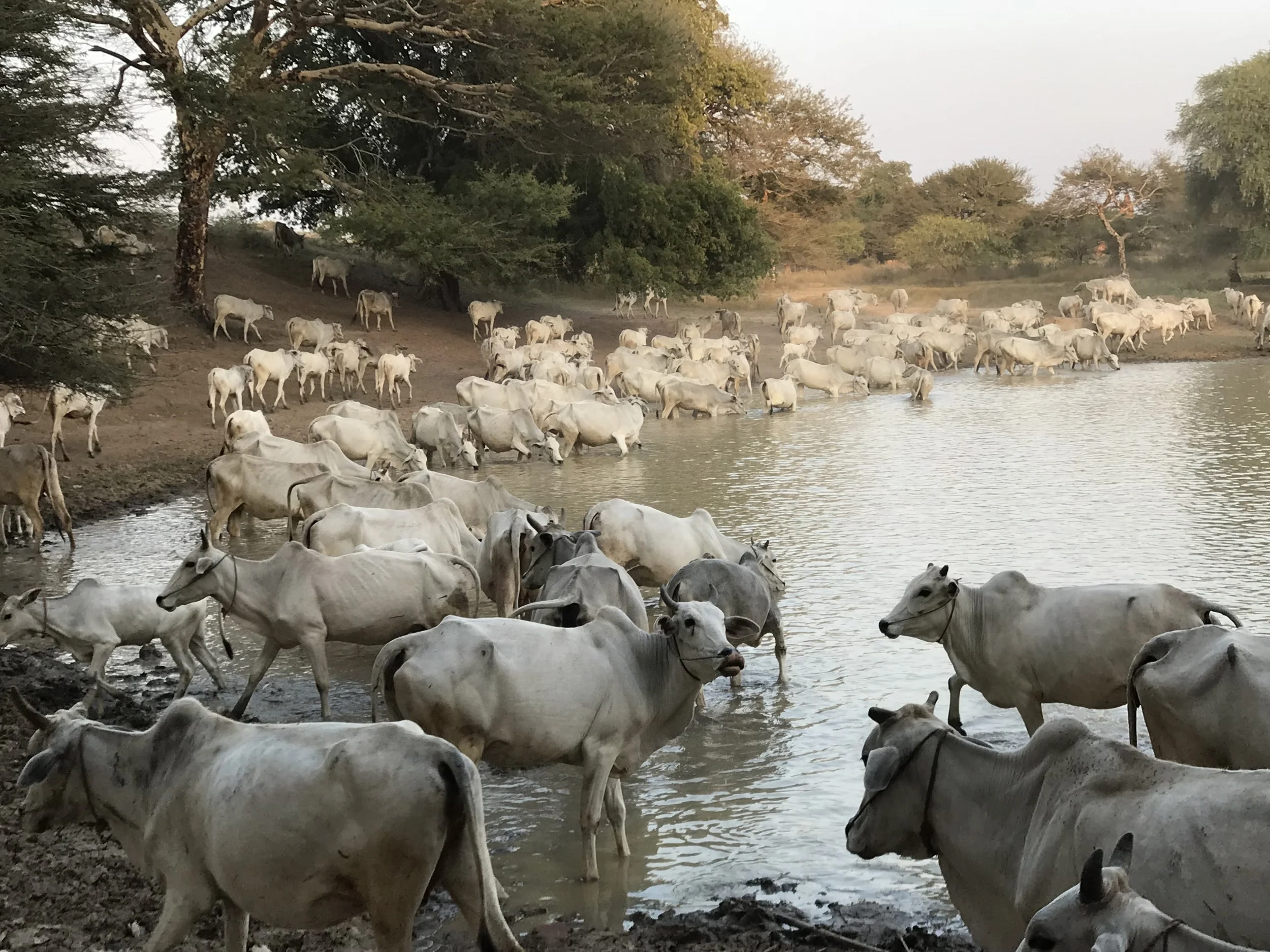 Depth of the amount of bulls.jpg*.jpg
