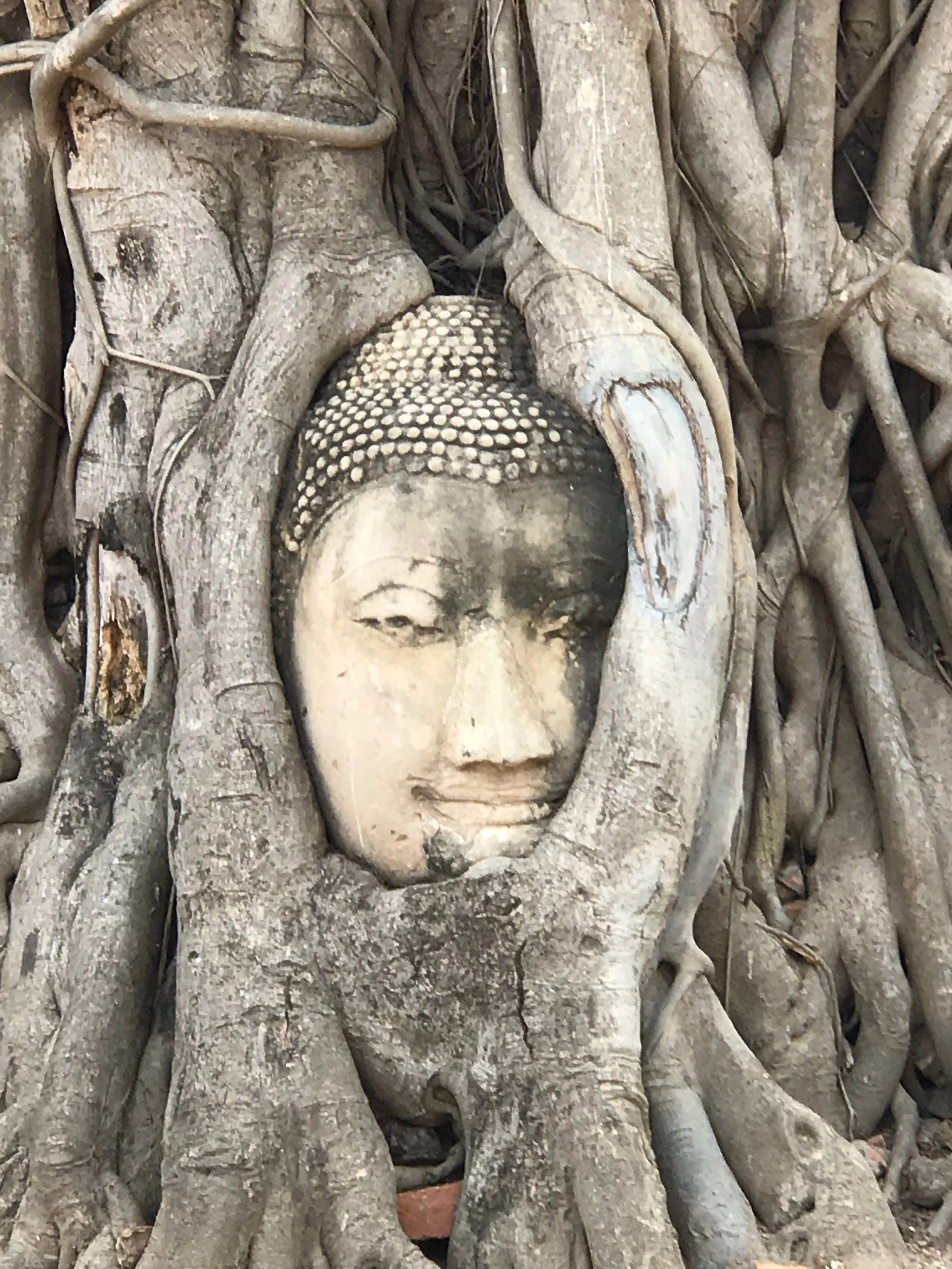 Buddha head in fig tree.jpg*.jpg