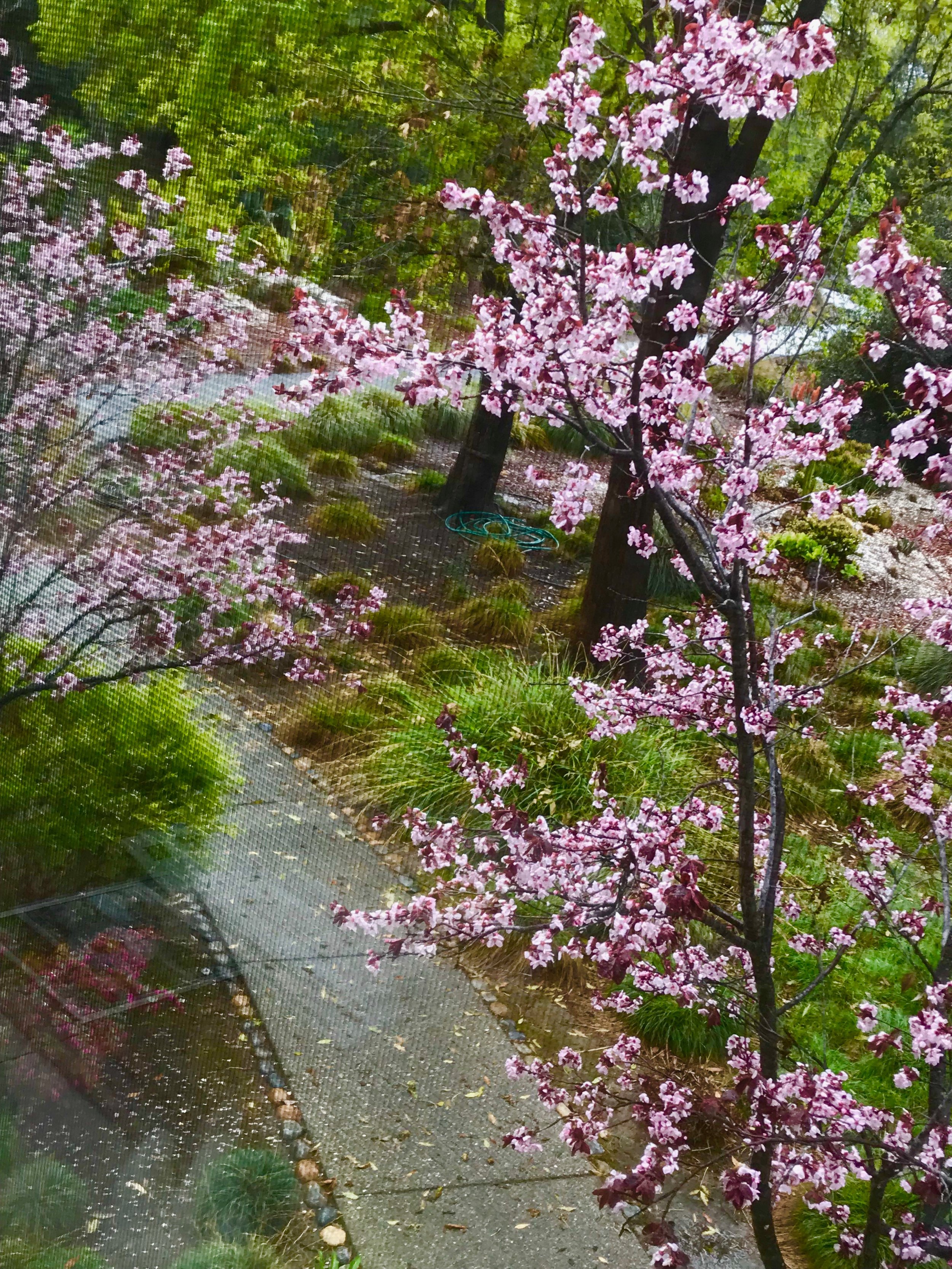 Cherry blossoms office window.jpg*.jpg