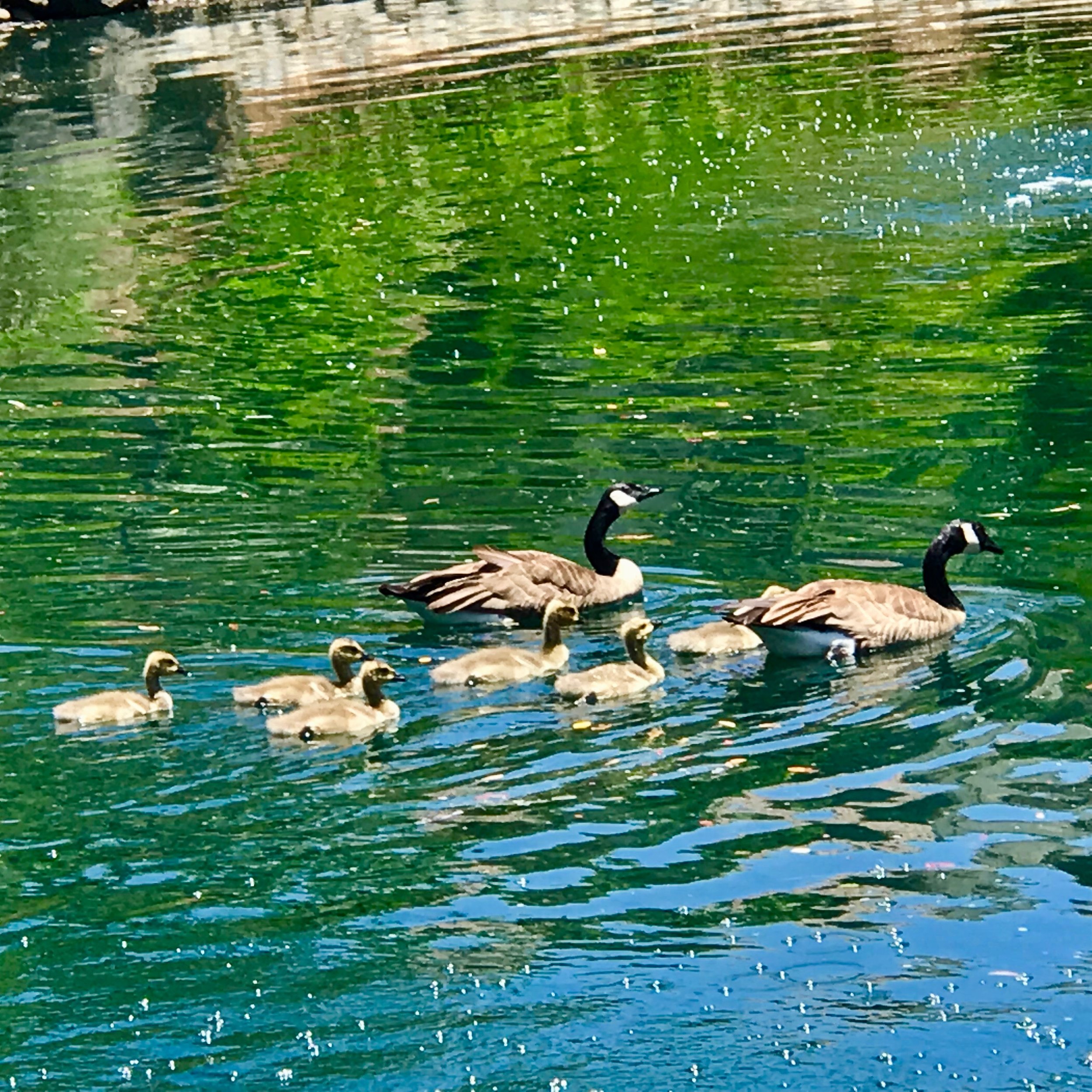 Geese & Goslings.jpg