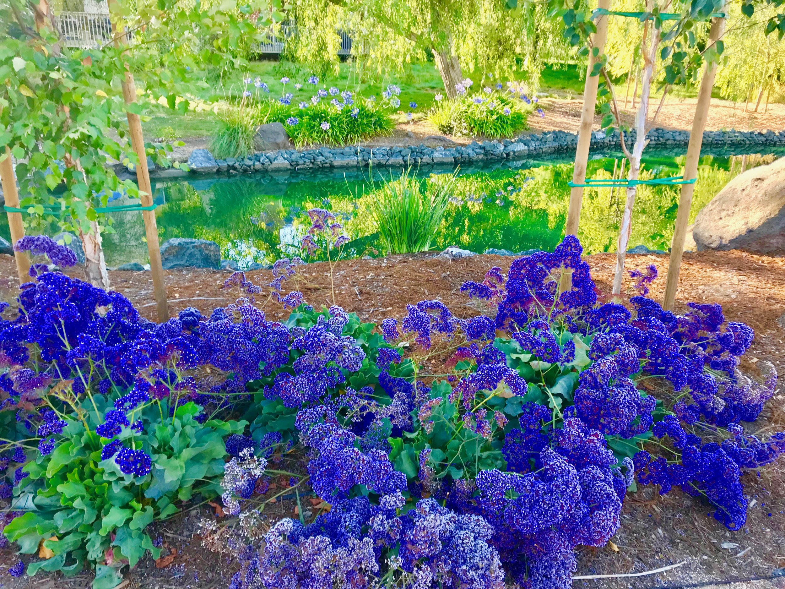 Blue Hydrangeas next to Pond.jpg*.jpg