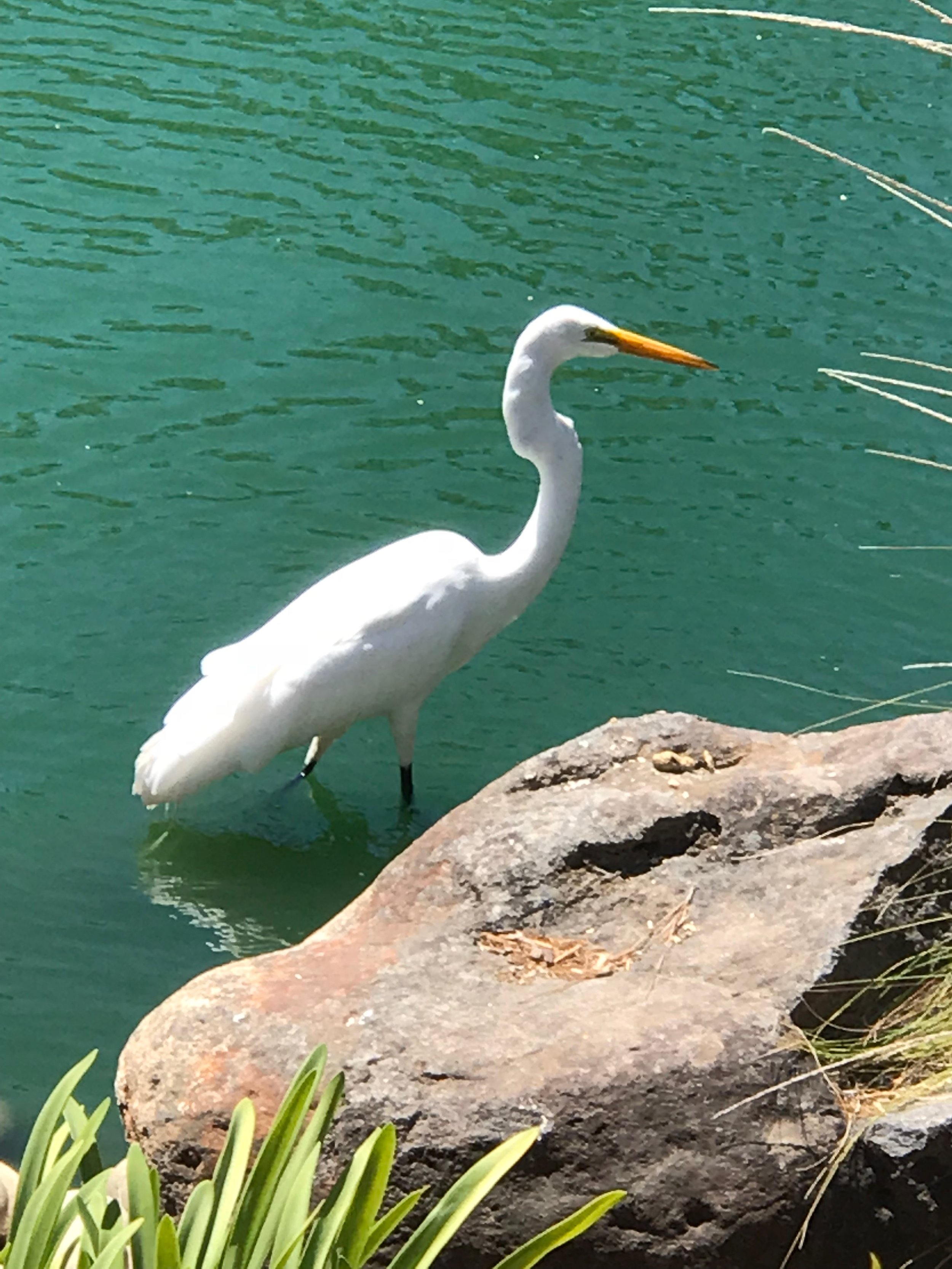 Egret next to Big Rock.jpg