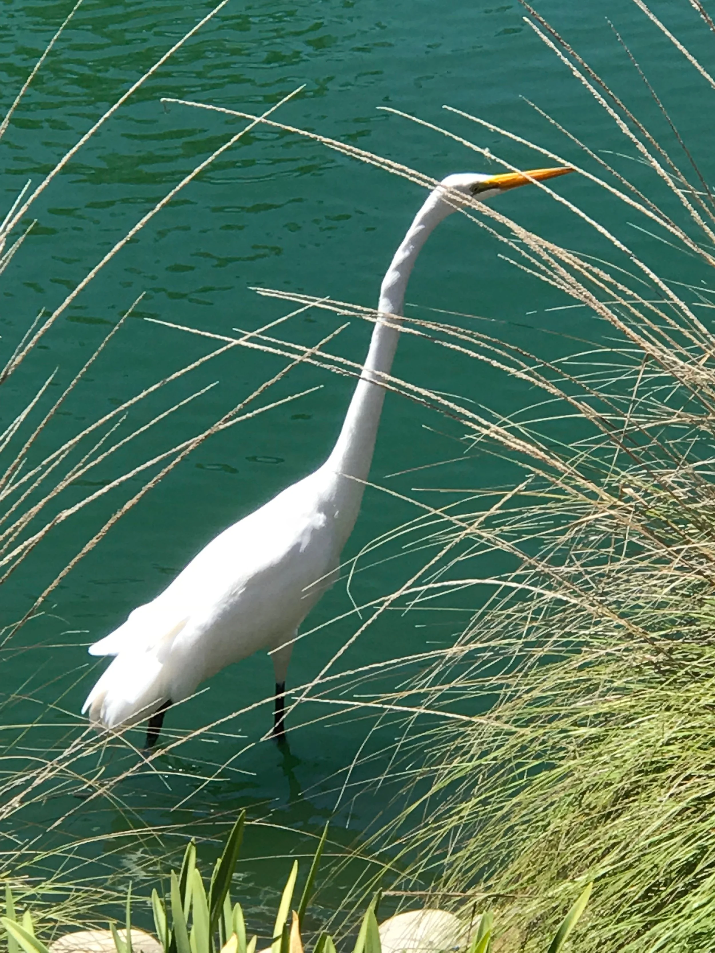 Egret Wading in reeds.jpg