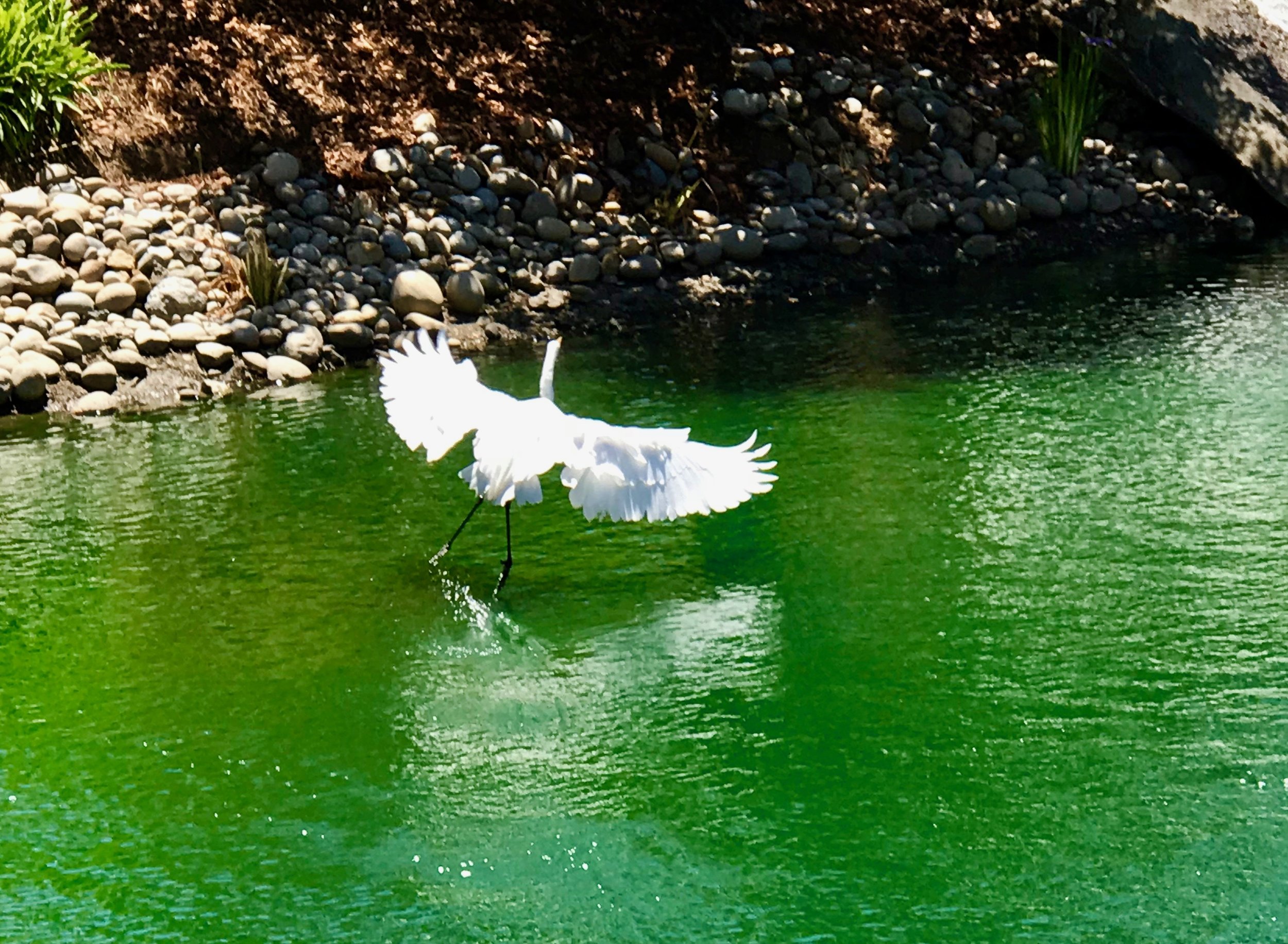 Flying & Landing Egret. (Horiz)jpg*.jpg