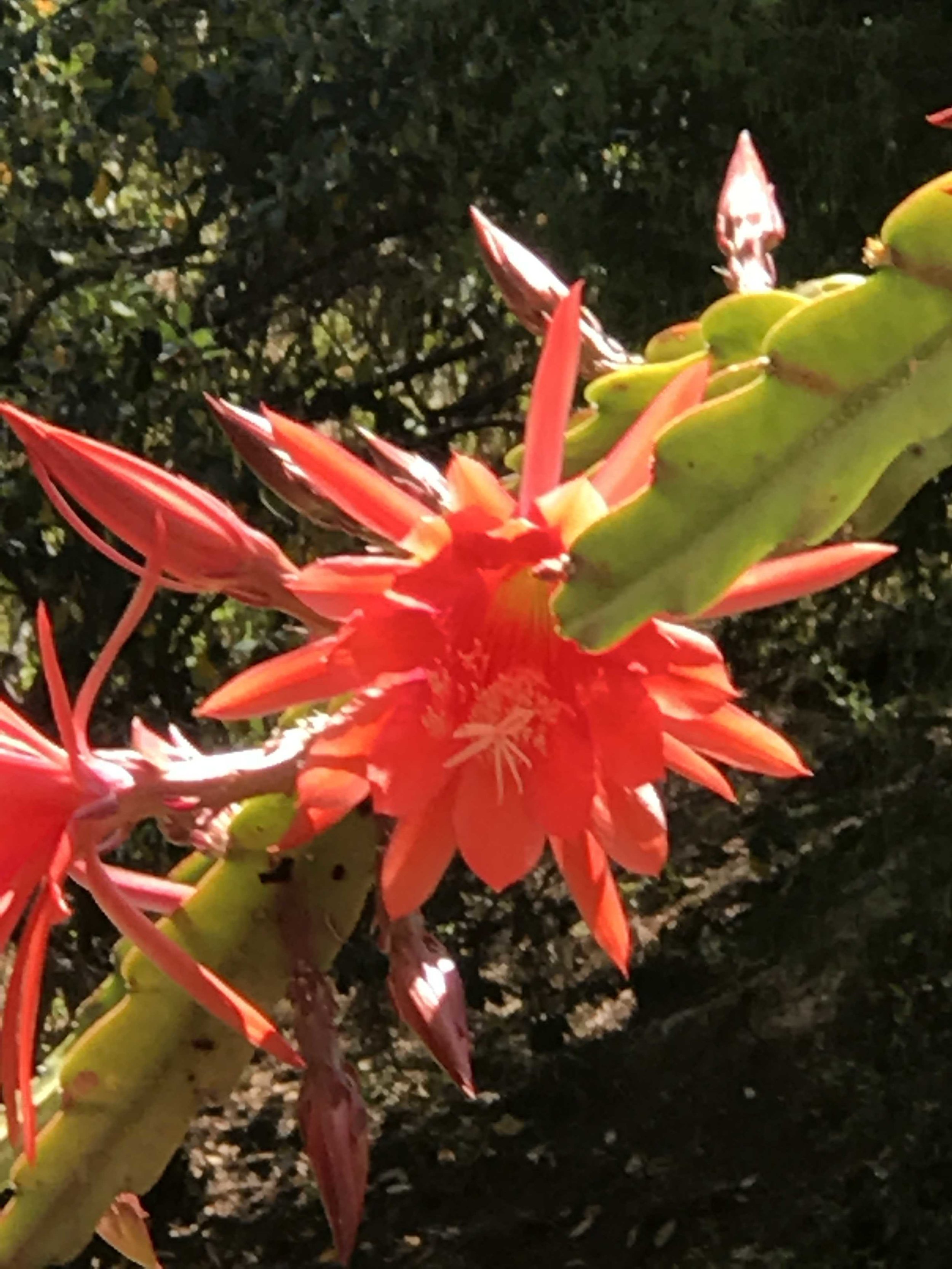 Red Cactus Flower Blossom.jpg*.jpg