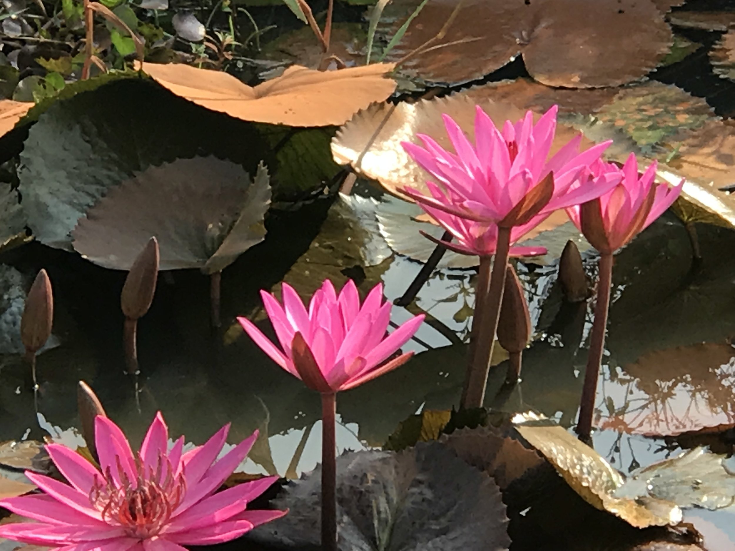 Pink Lotuses Siem Reap.jpg