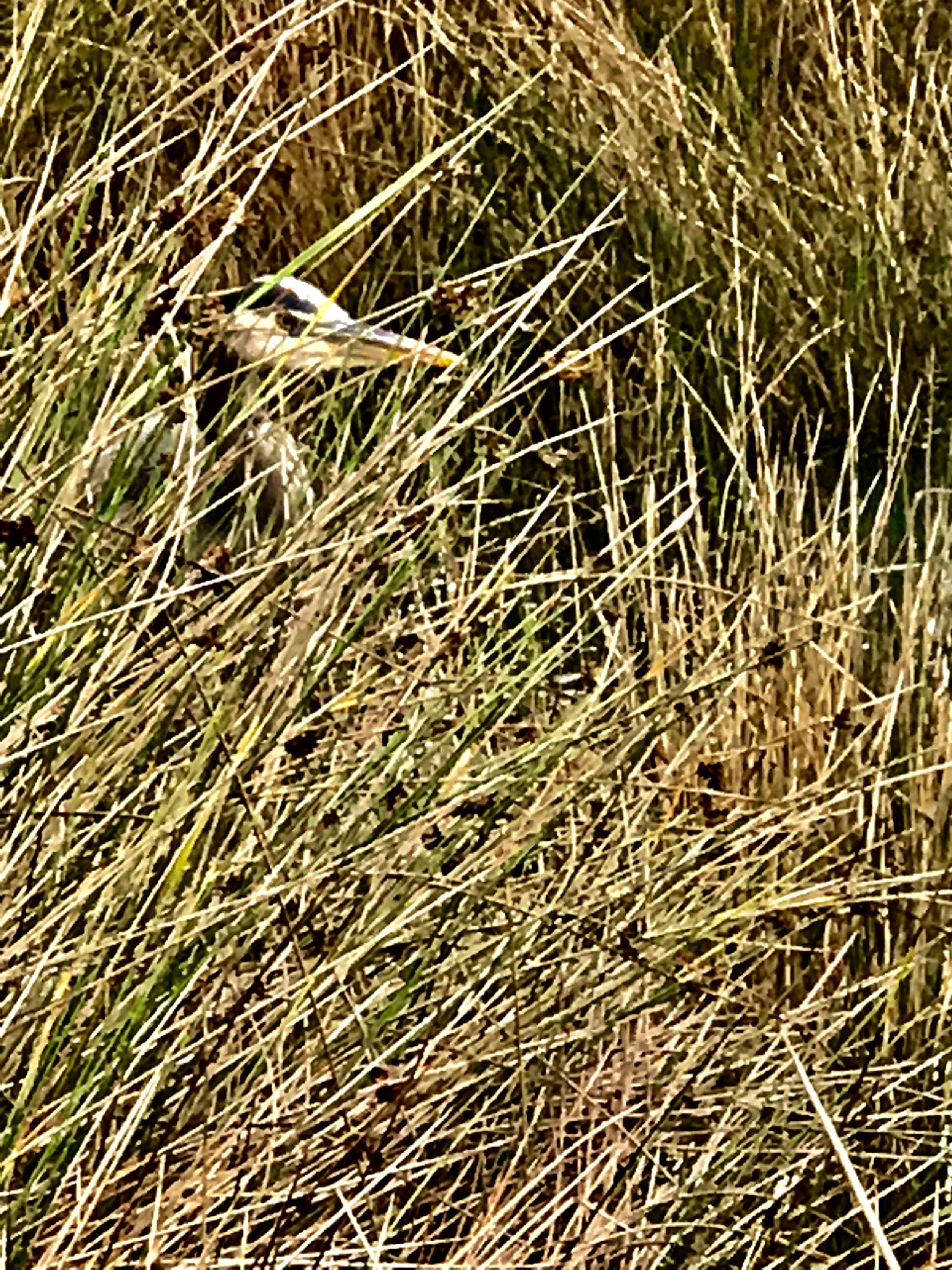 Blue Heron head above reeds.jpeg 1.jpeg