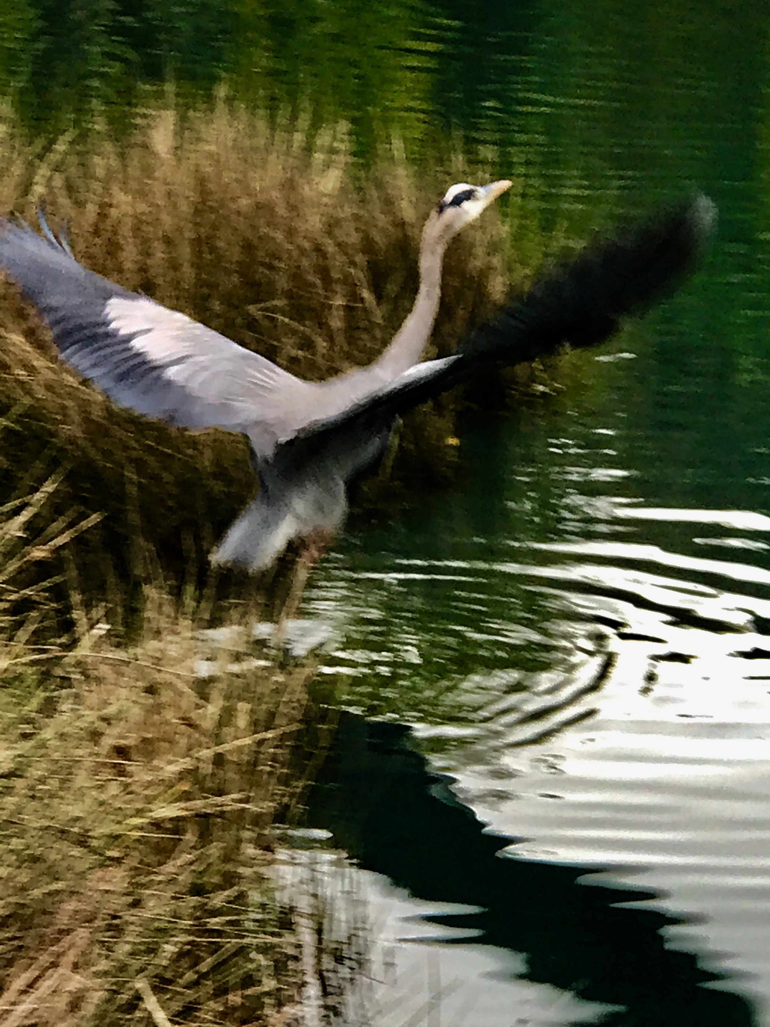 Spreading wings & liftoff.jpeg3.jpeg