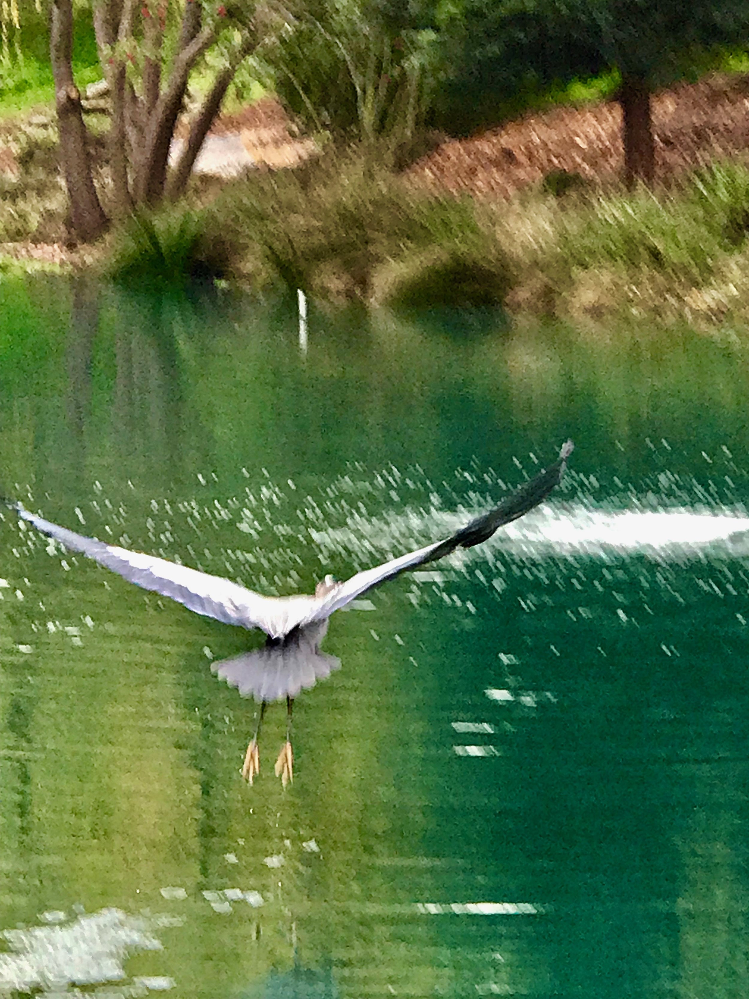 Over lake wings up.jpeg4.jpeg