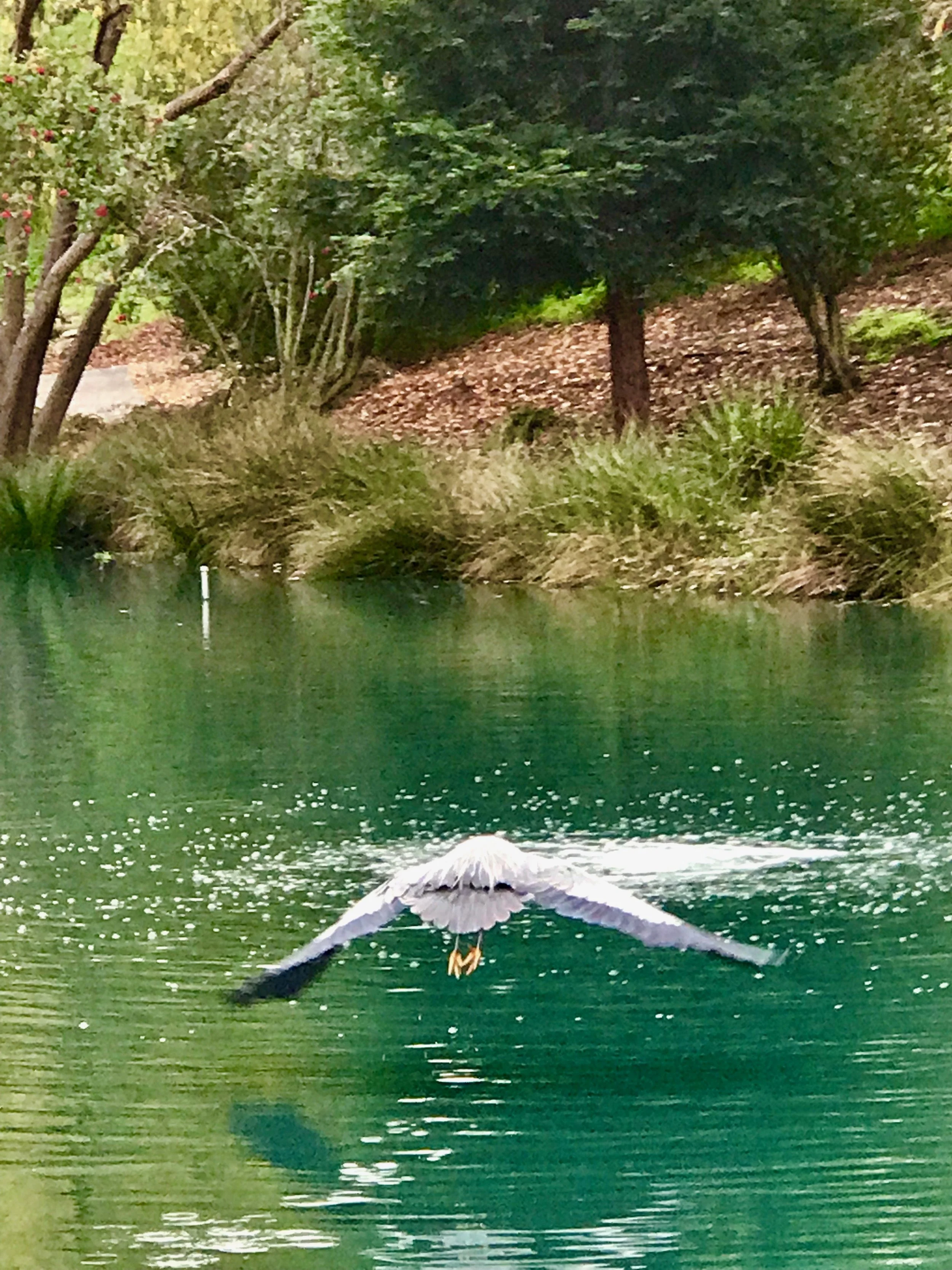 Over lake winngs down.jpeg5.jpeg