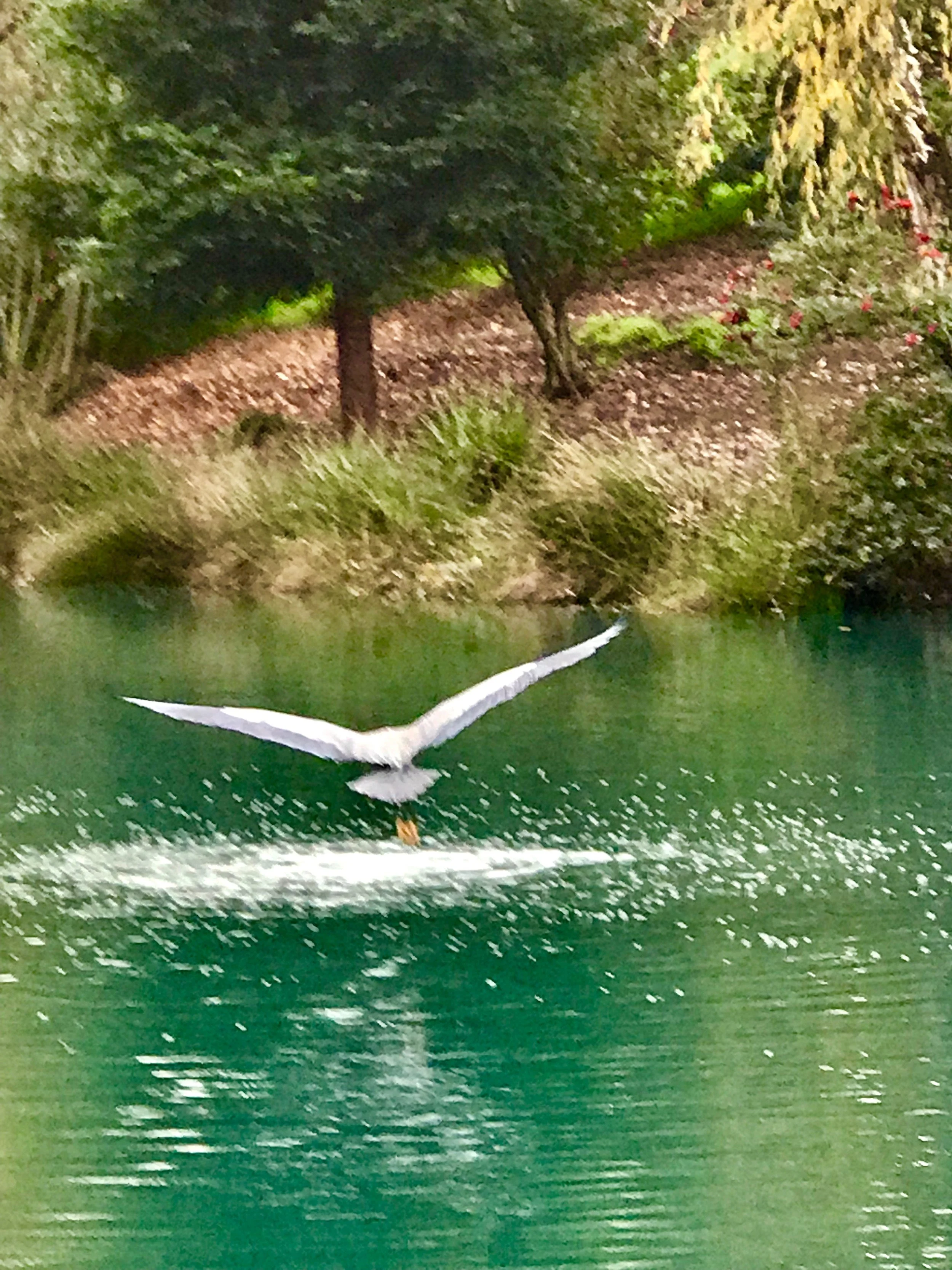 Over lake skiing water.jpeg6.jpeg