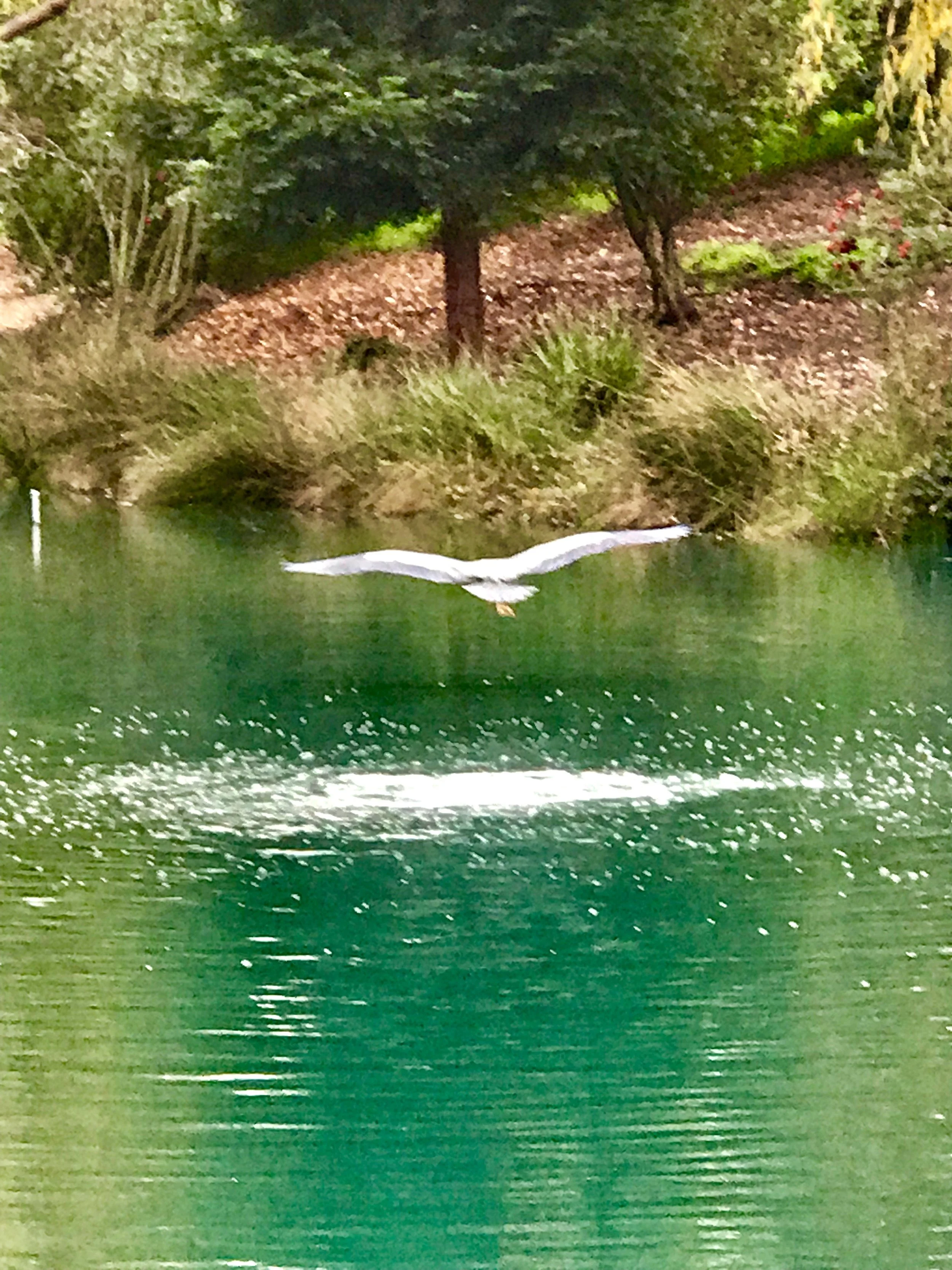 Over lake liftoff agaain.jpeg7.jpeg