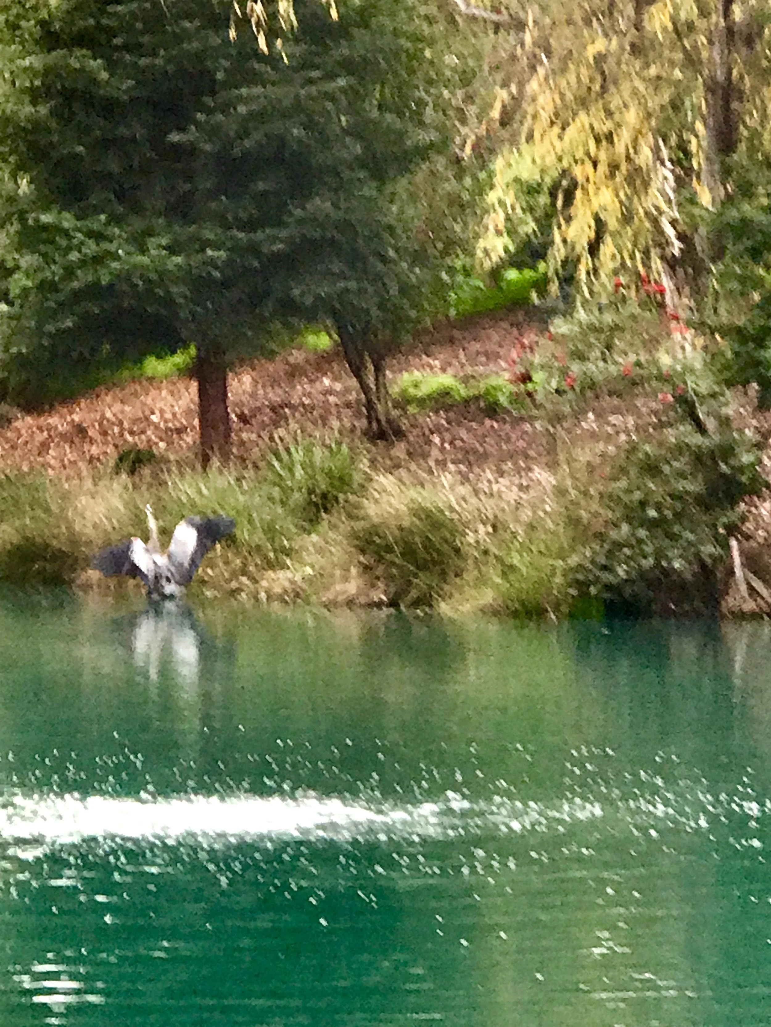 Landing wings spread.jpeg8.jpeg