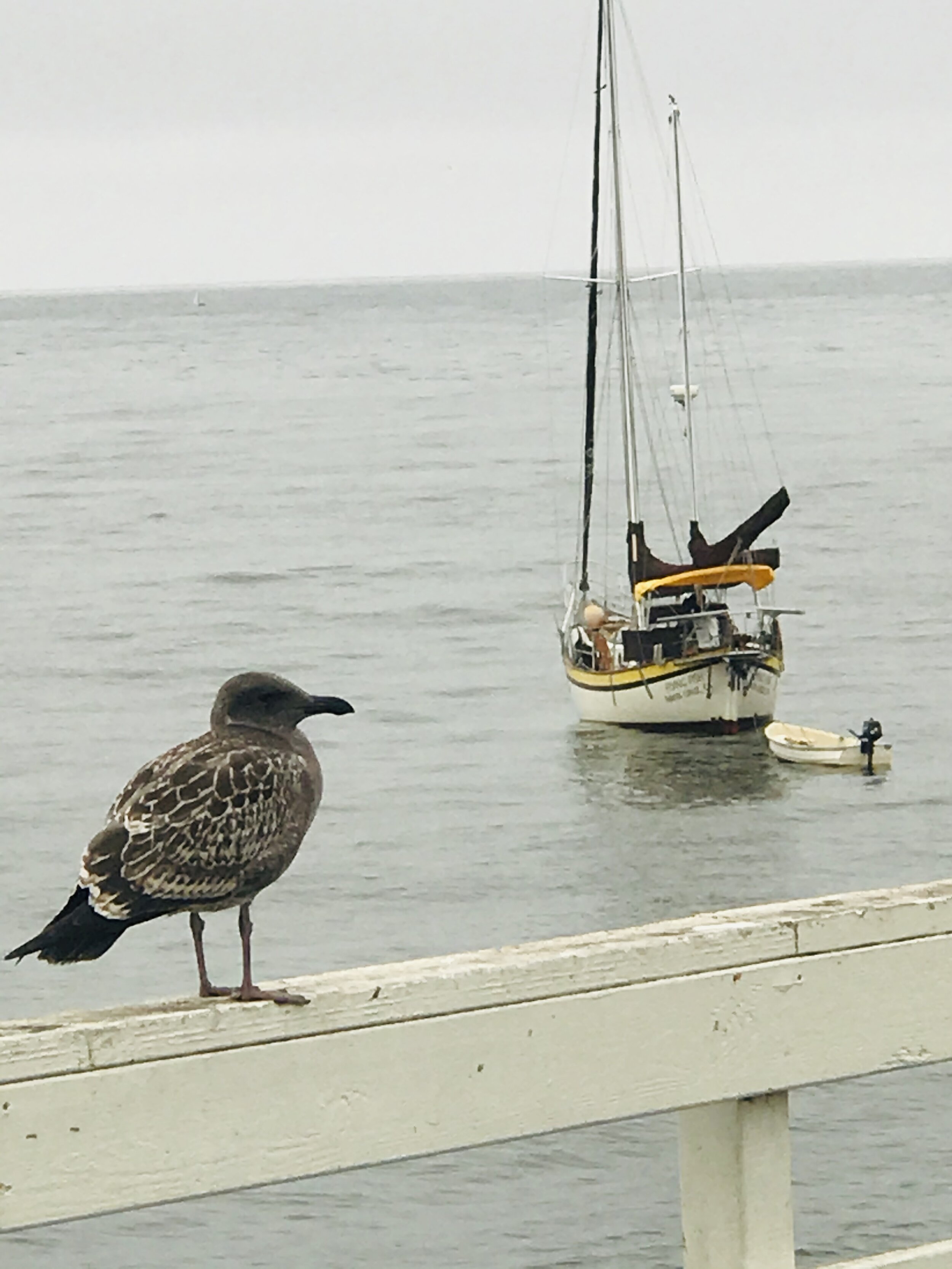 IMG_8196.jpeg (Seagull & Yacht)*.jpeg