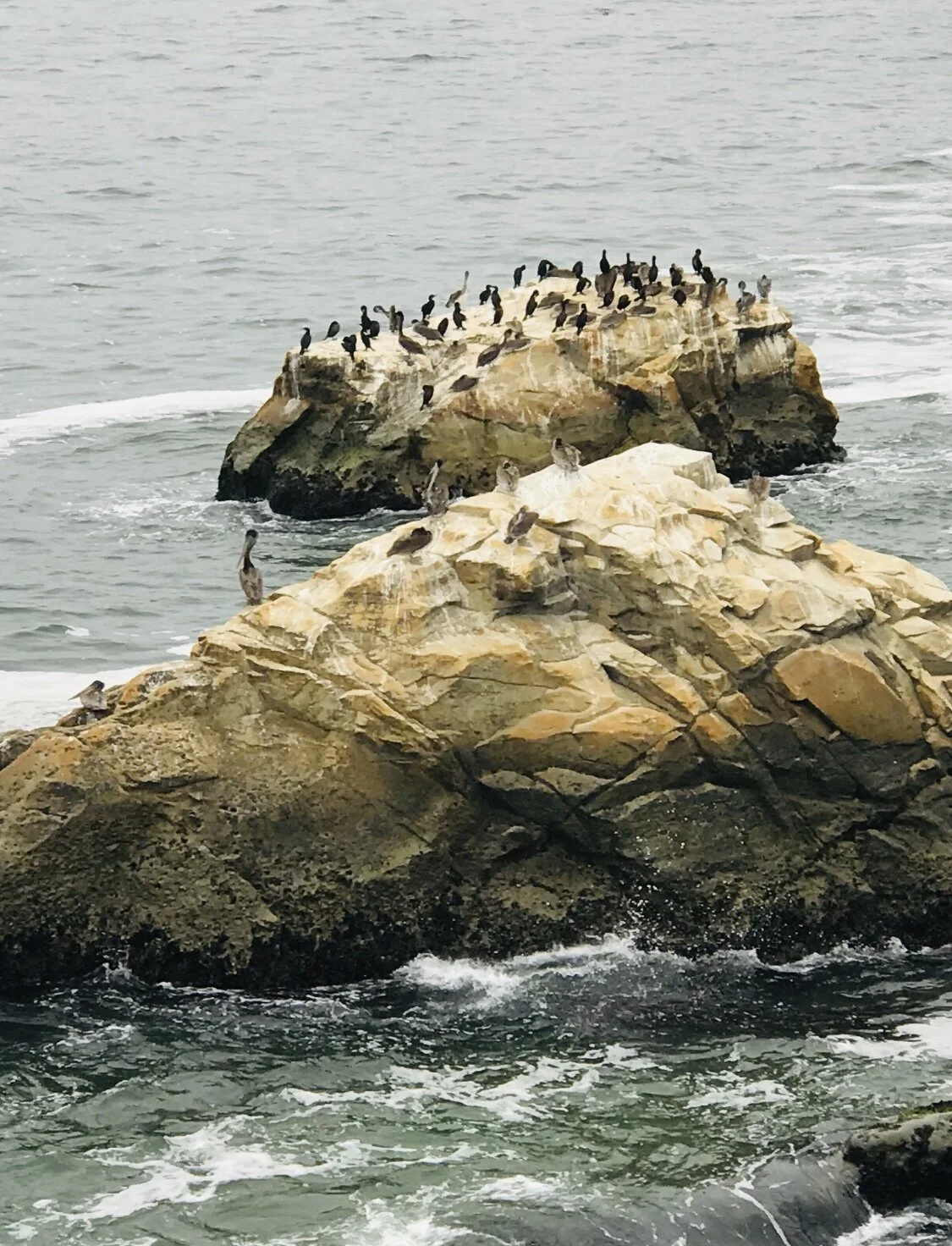 IMG_8301.jpeg (Bird Rock in Ocean)*.jpeg