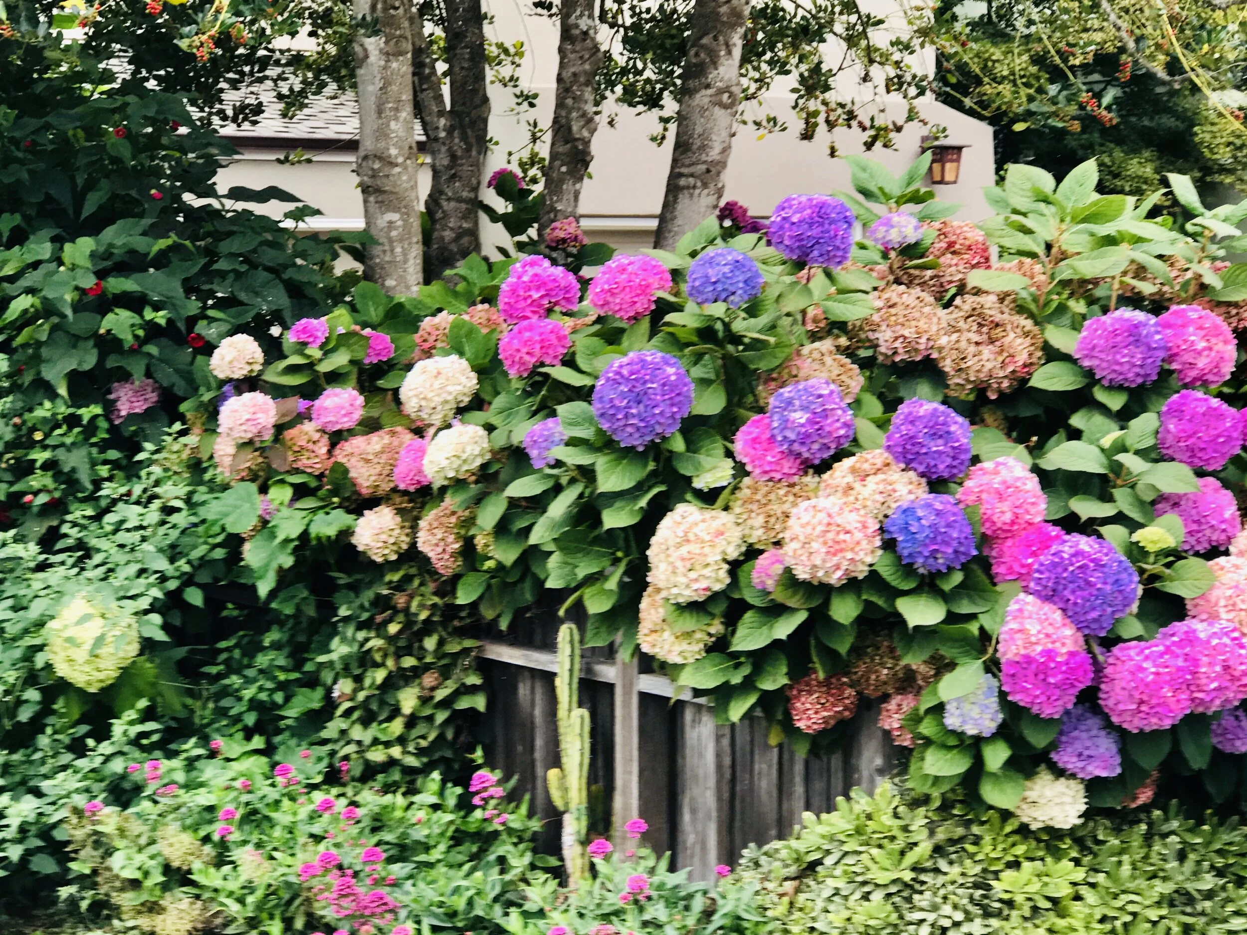 IMG_8256.jpeg (Hydrangias)*.jpeg