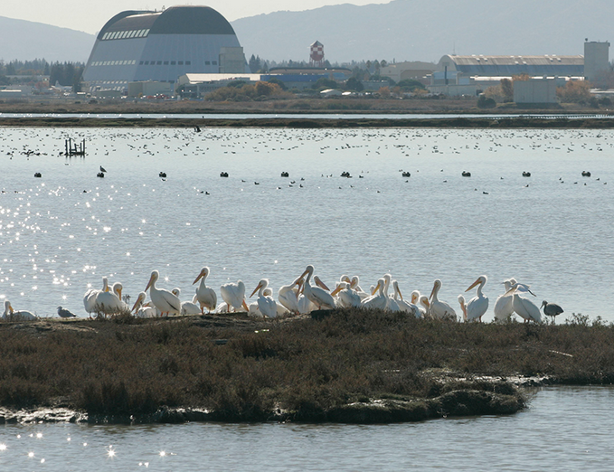 Pelicans Nature Mag 2019 Summer SF Nat Wildlife Refuge*2.png