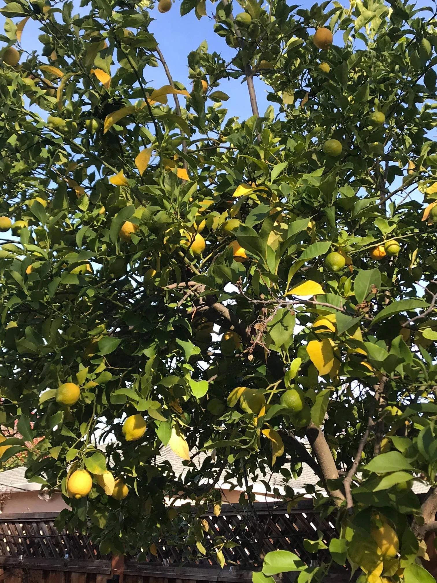 138055684_10158944228841668_2584994579963610488_o.jpg