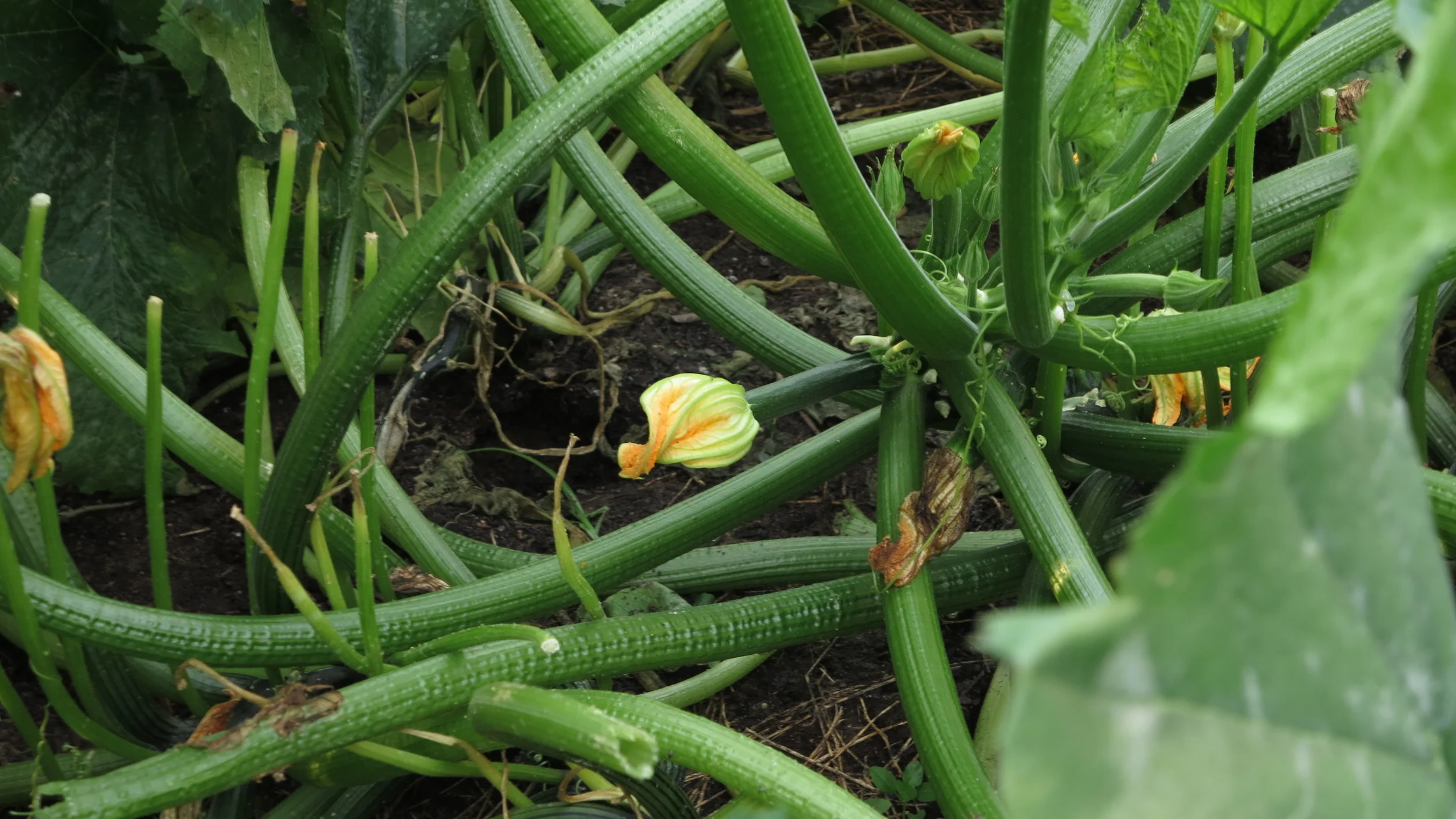 Here is one of our seven zucchini plants, with a lot of new shoots and zucchini flowers appearing! I get oh so excited every time the plants flower as I know the plant is happy & healthy plus I know some fruit and veggies are on the horizon.