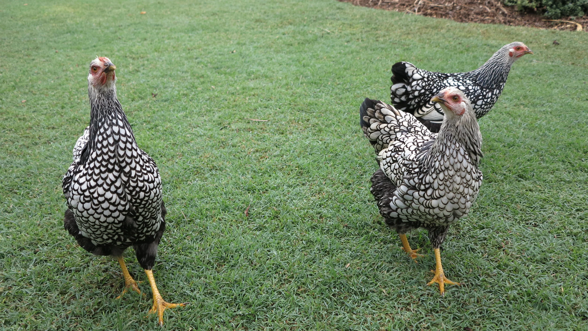 Ginga, Babs & Beryl our Wyandotte chickens on their way to devour some of our watermelon leaves for the afternoon
