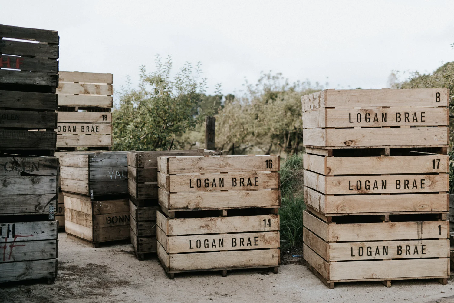 Logan-Brae-04.jpg