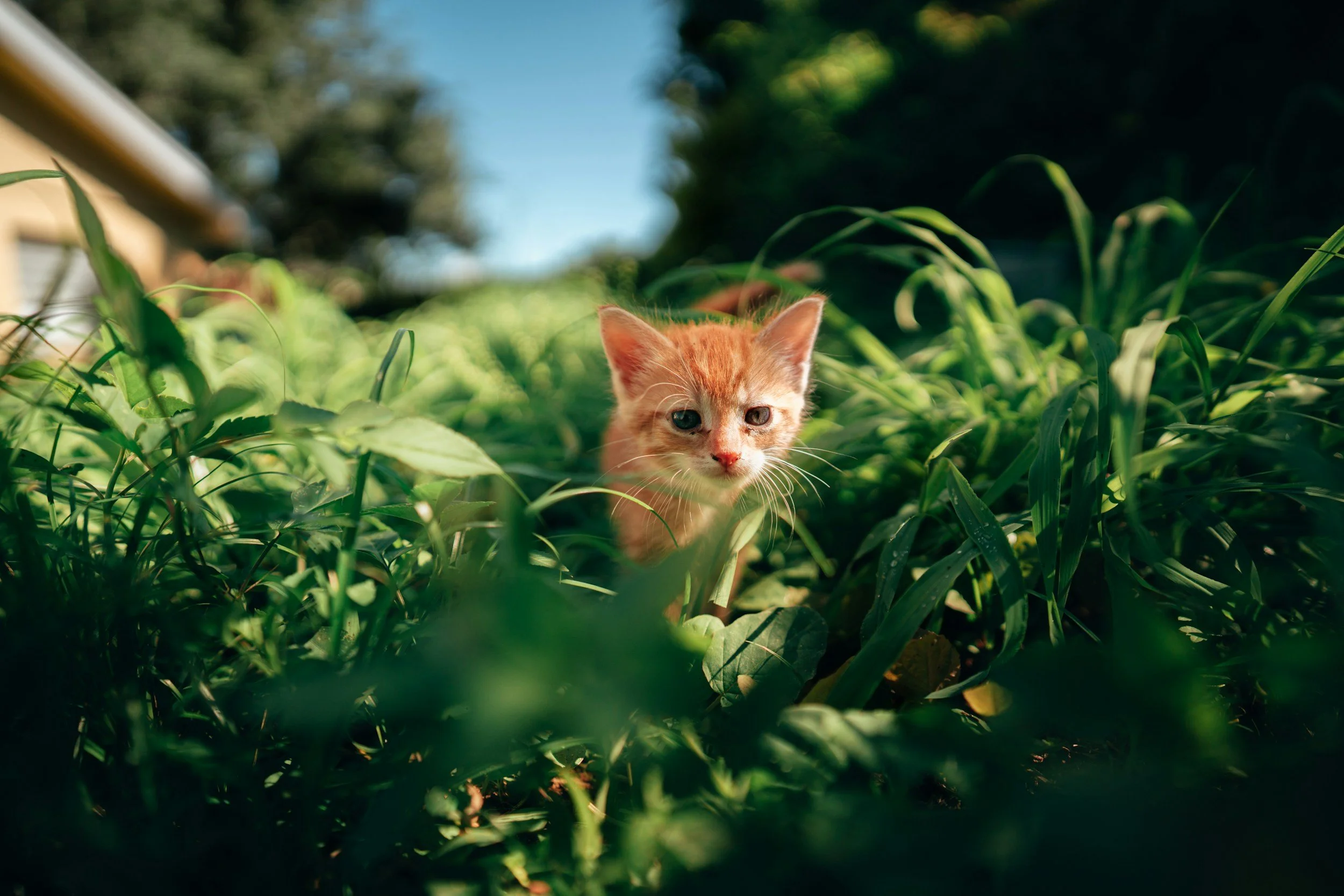 A small orange kitten with blue eyes exploring in green grass and plants outdoors on a sunny day.