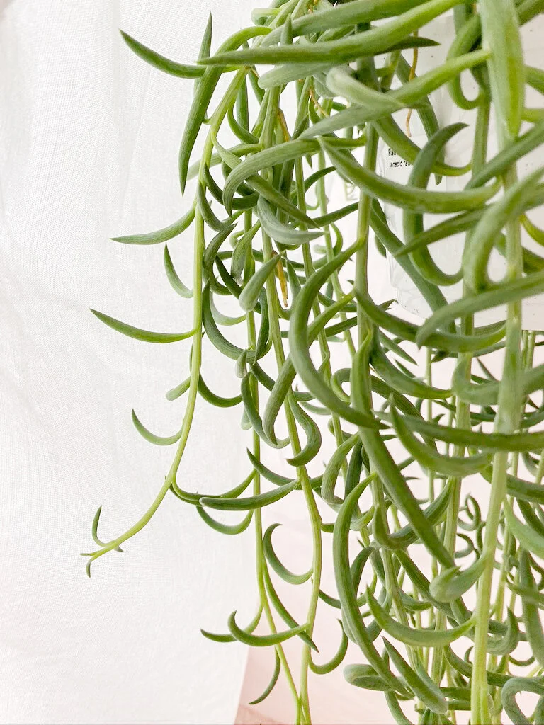 fish hook 3.jpg