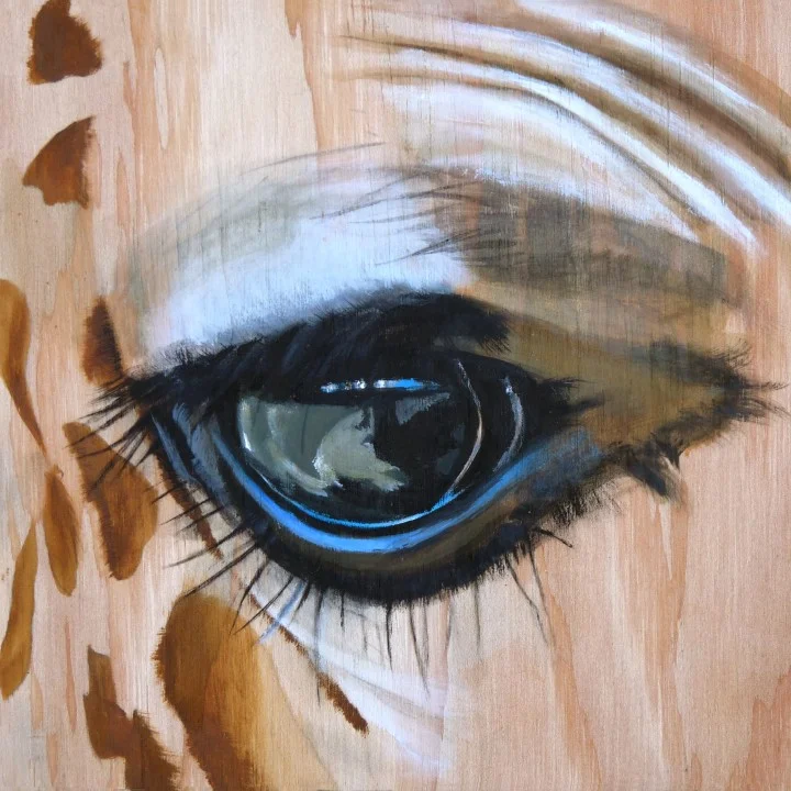 Here's Looking at You: Giraffe