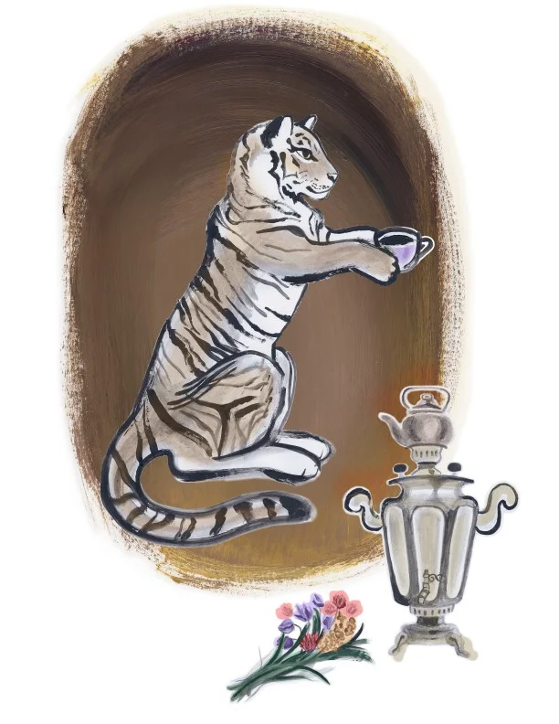   Siberian tiger  drinking tea from a Russian samovar. Endangered. 