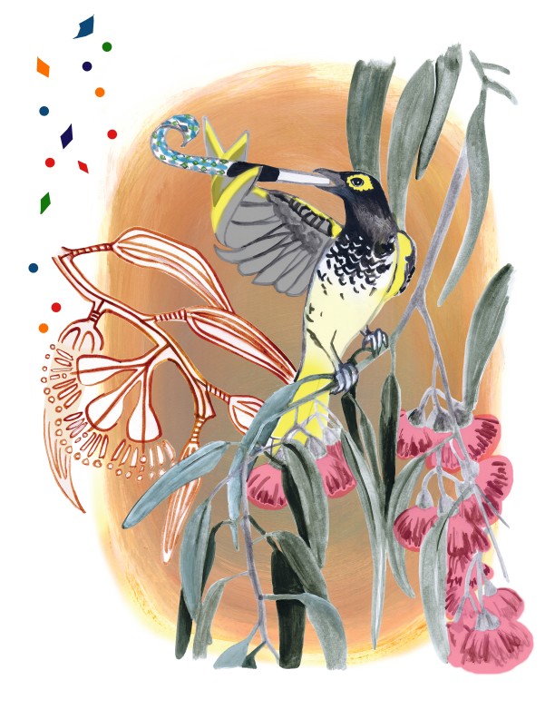   Regent honeyeater  with noisemaker, in a Mugga Ironbark eucalyptus tree. Critically endangered. 