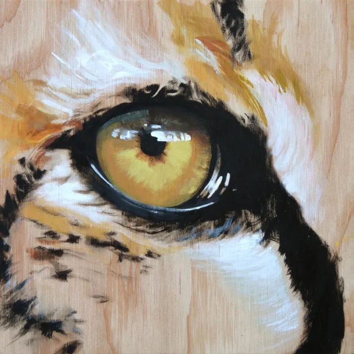 Here's Looking at You: Cheetah