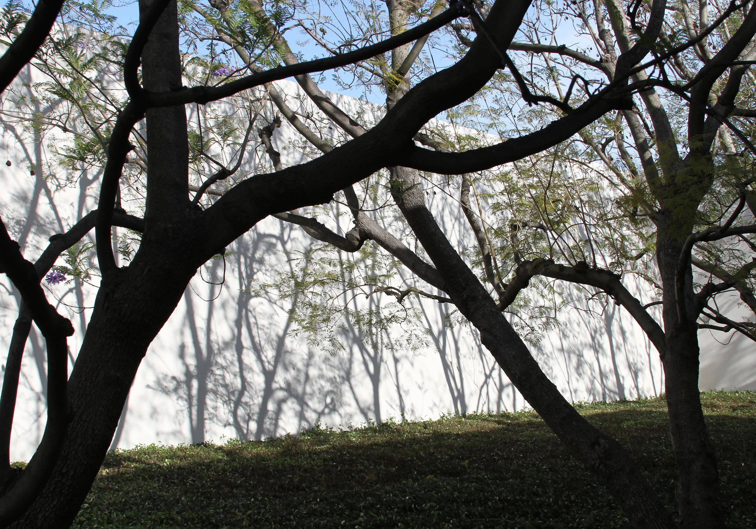 Trees