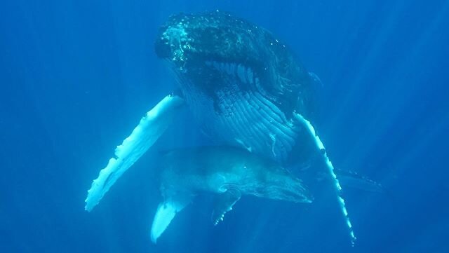 WORLD OCEANS DAY |  The health of our oceans is vital to humanity&rsquo;s existence. Here are a few photos and videos of some incredible wild encounters I have shared with Humpback Whales in Tonga and Canada, Killer Whales in Canada and Spinner Dolph