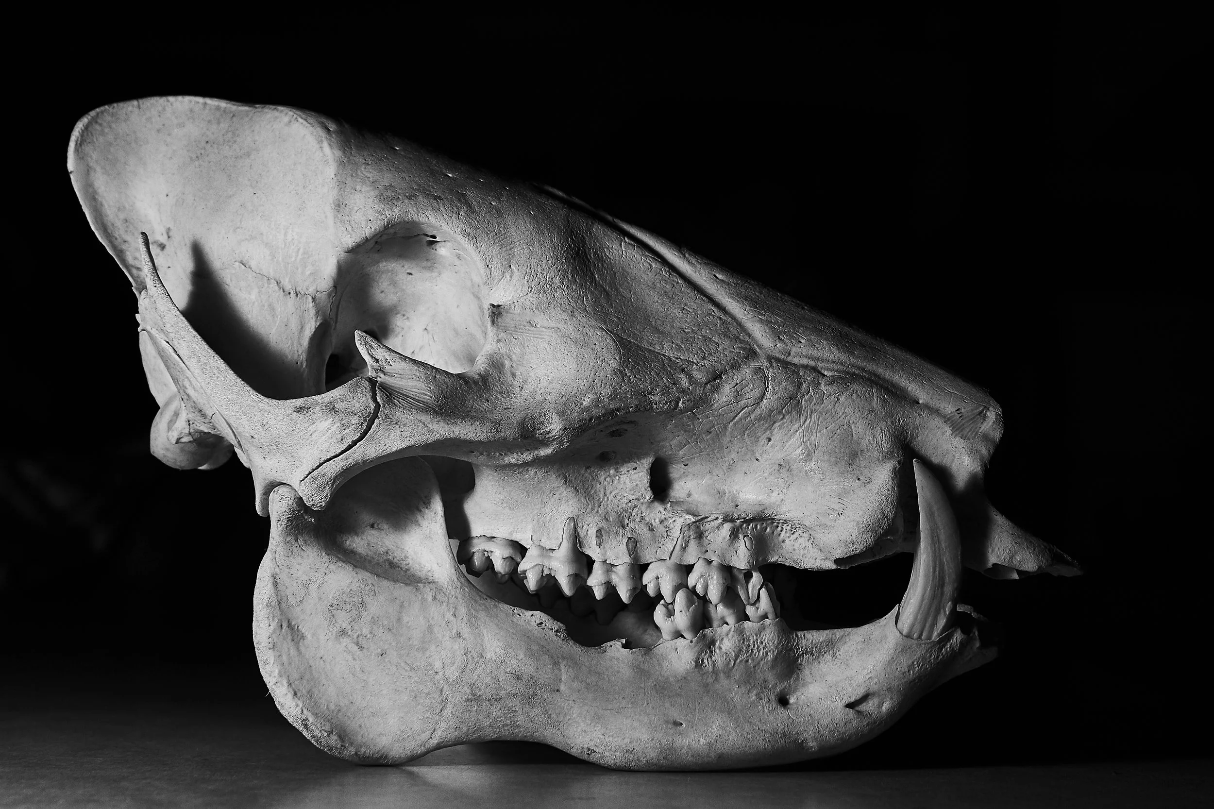 7D1_4116.jpg
