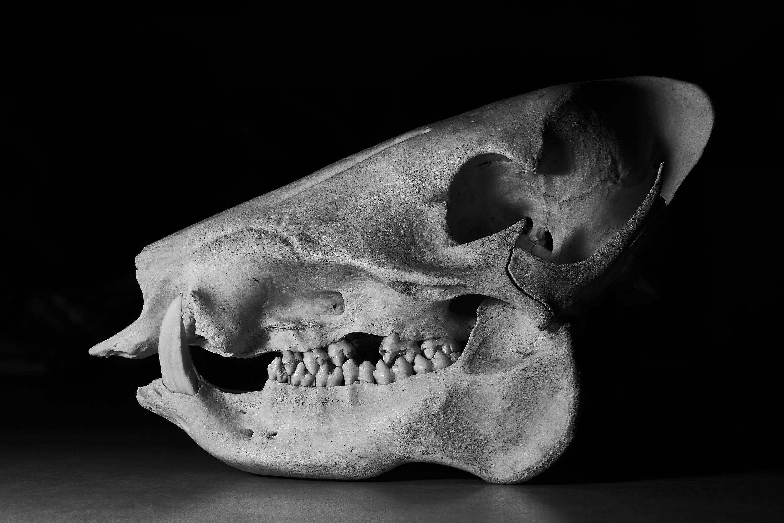 7D1_4118.jpg
