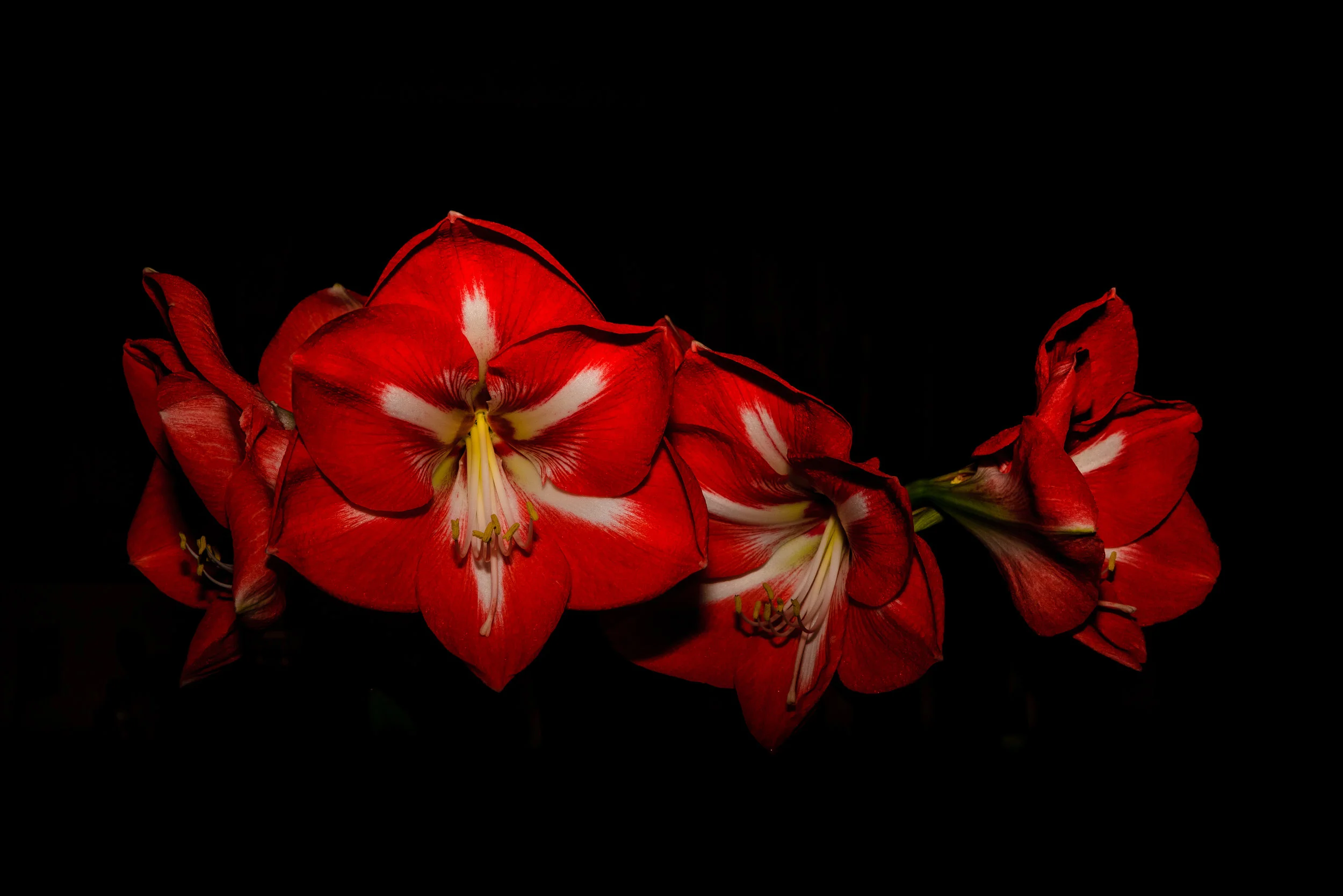 7D1_4225.jpg