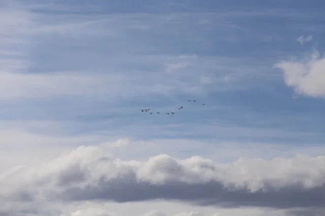 geese.jpeg