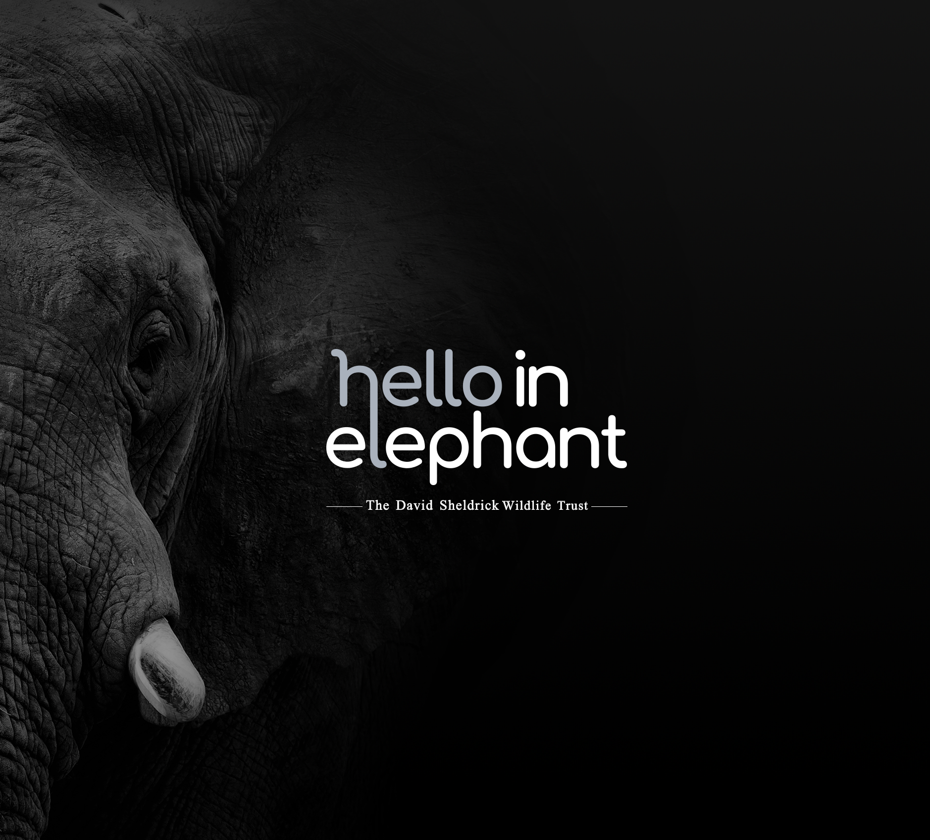 hello in elephant square image.png