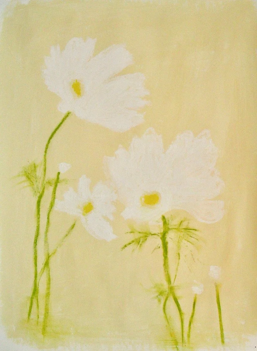 white cosmos
