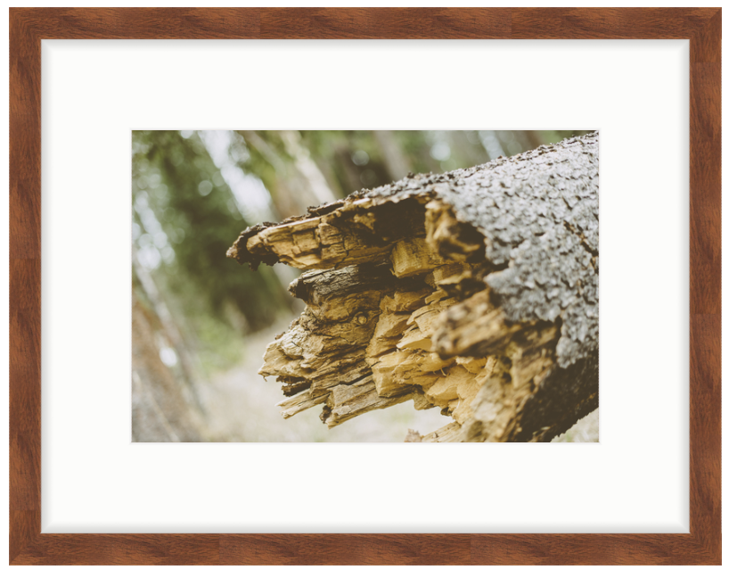 Colorado Pine