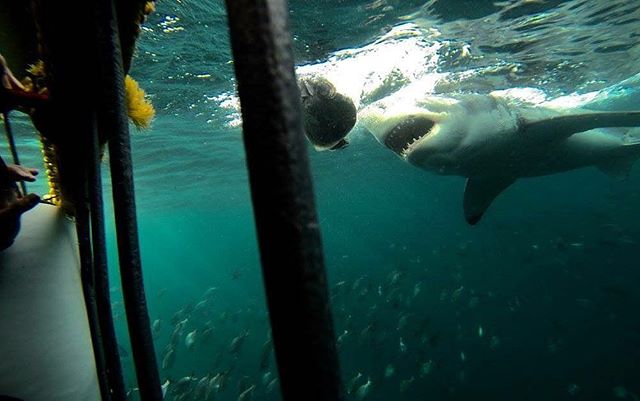 Are you ready for an adventure but afraid of the cost?⠀
⠀
Don't let expensive airfare discourage you. As a member, we'll help you earn the miles to fly for free in first class style. We'll even book the tickets for you. All you have to do is pack your bag. Oh, and jump in a cage with some sharks... if that's what you're in to😜 #EasyGoTraveler #LearnToWander #LearnRedeemWander #Travel #FirstClass #PointsandMiles #SouthAfrica #SharkCageDiving