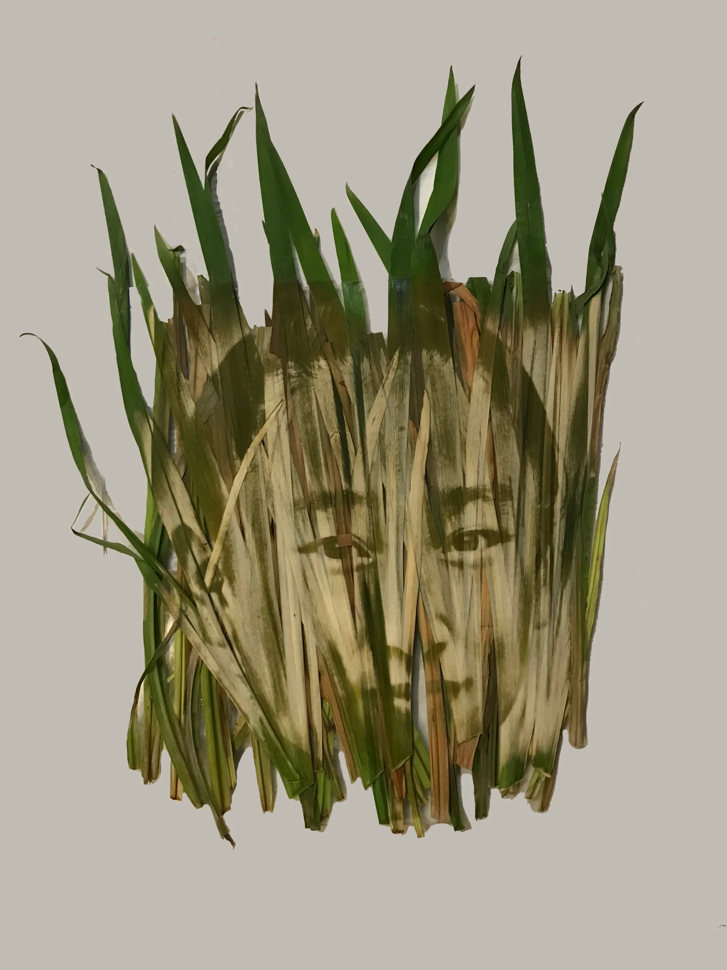 IRIS_GRANDE.jpg