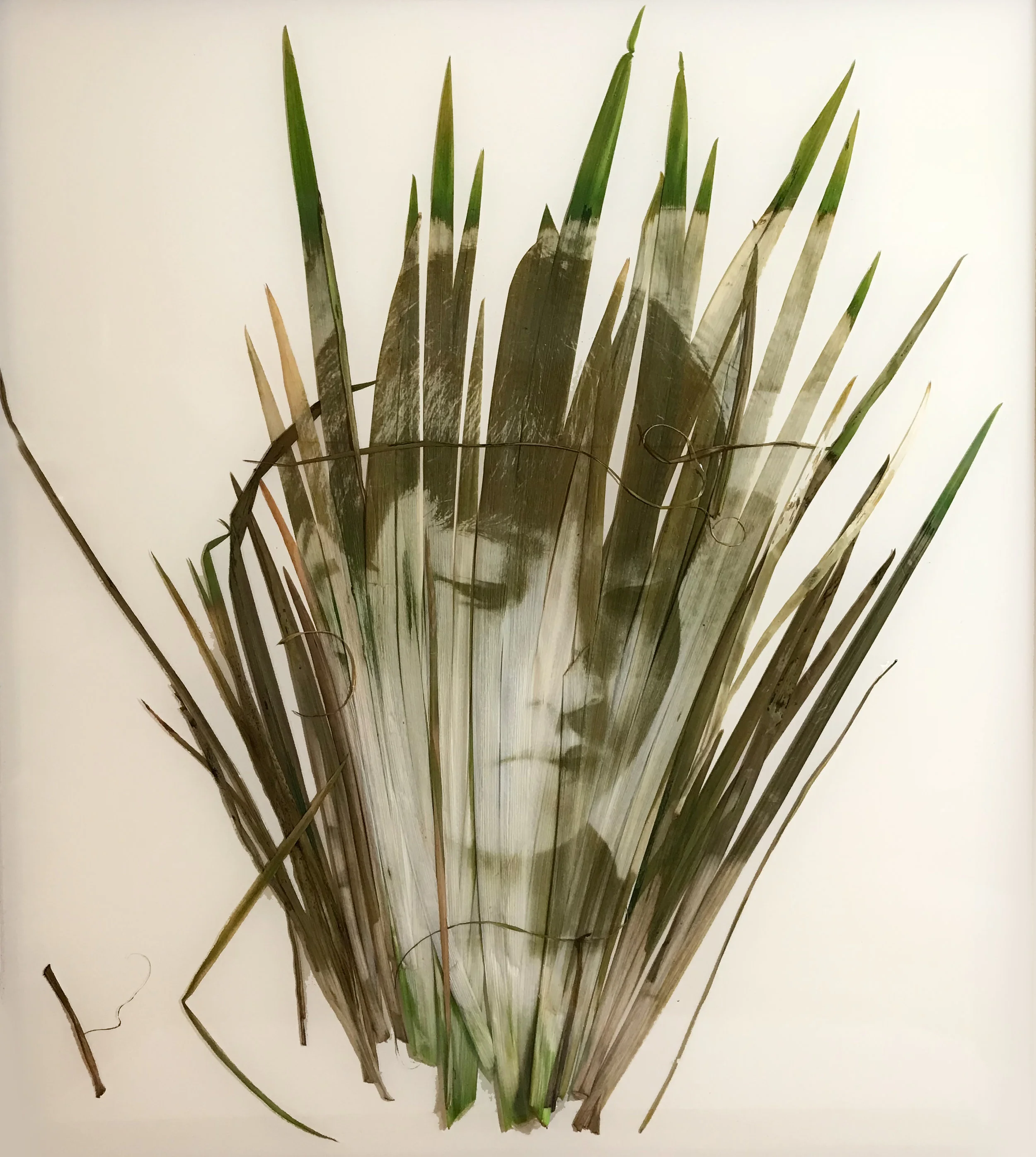 Clorofilotipo 120x100cm