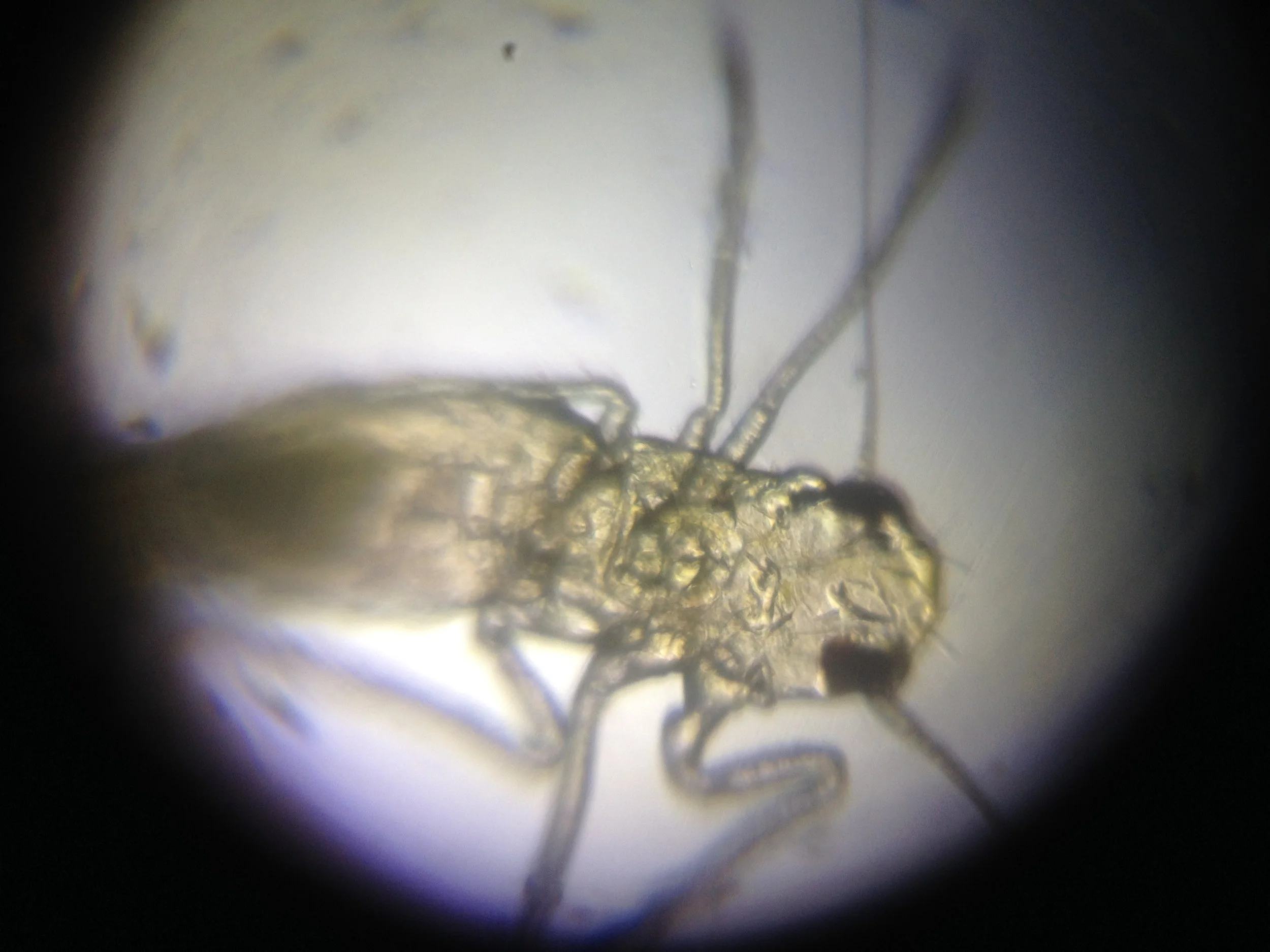 Basil Bug 4.jpg