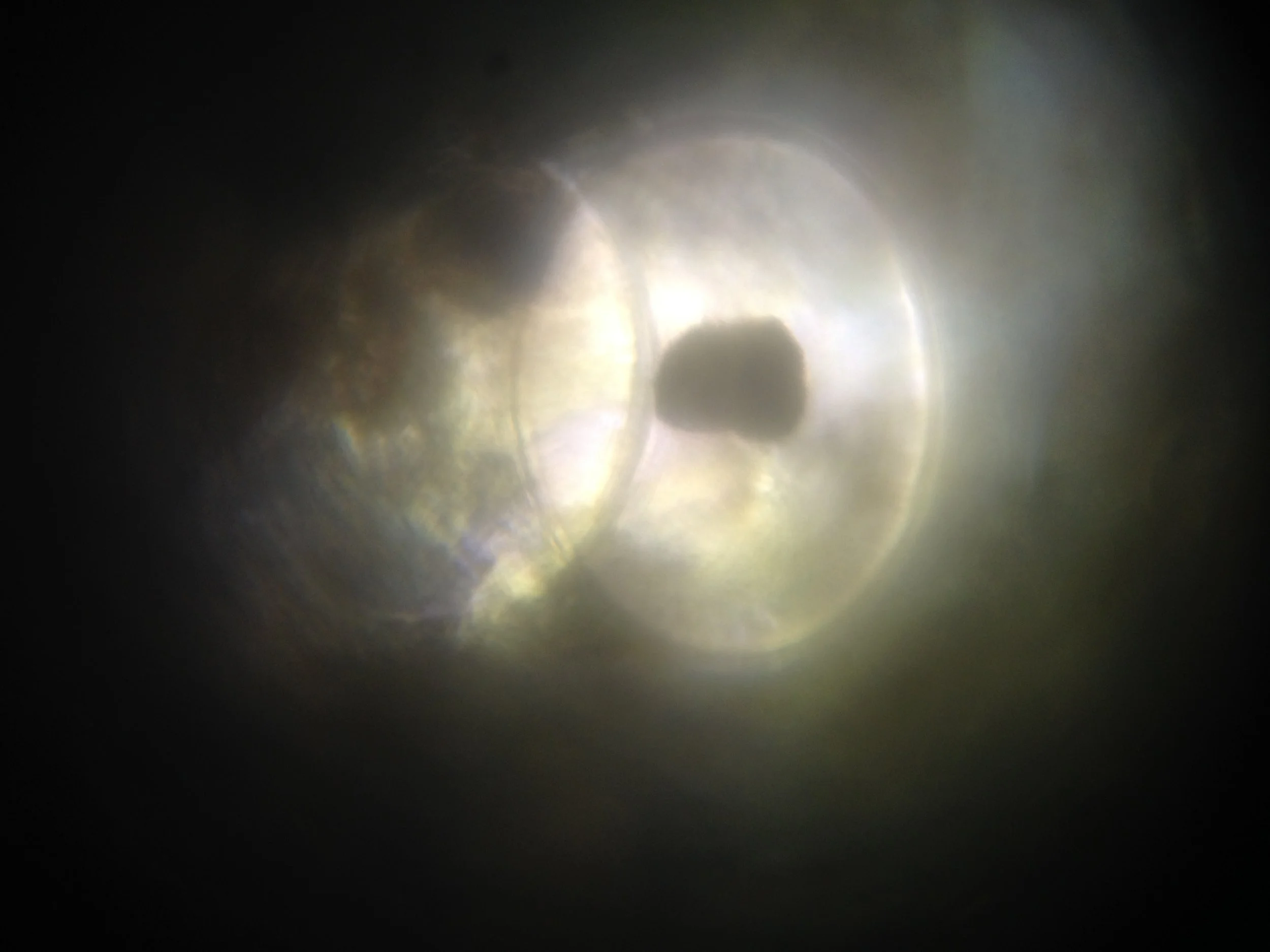 Freshwater Snail Egg 10.jpg